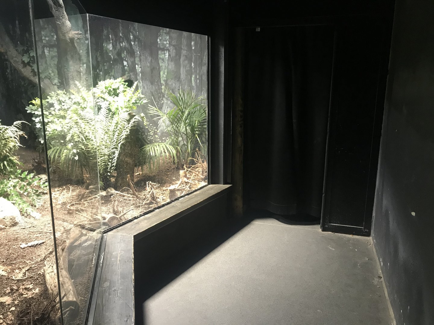 Kiwi enclosure