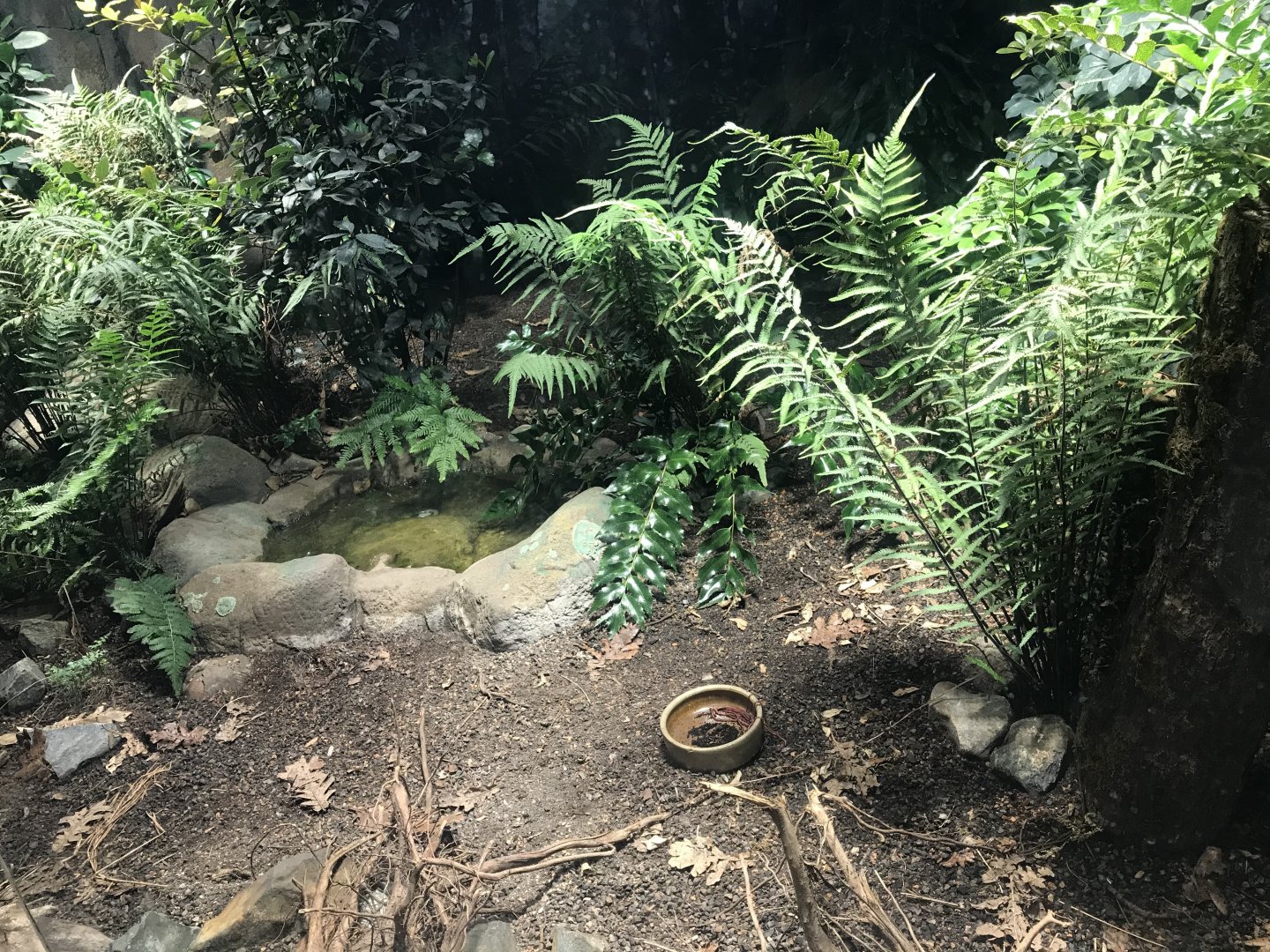 Kiwi enclosure