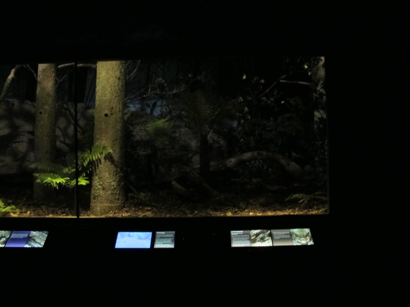 Kiwi Exhibit - Te Wao Nui, Auckland Zoo 2011