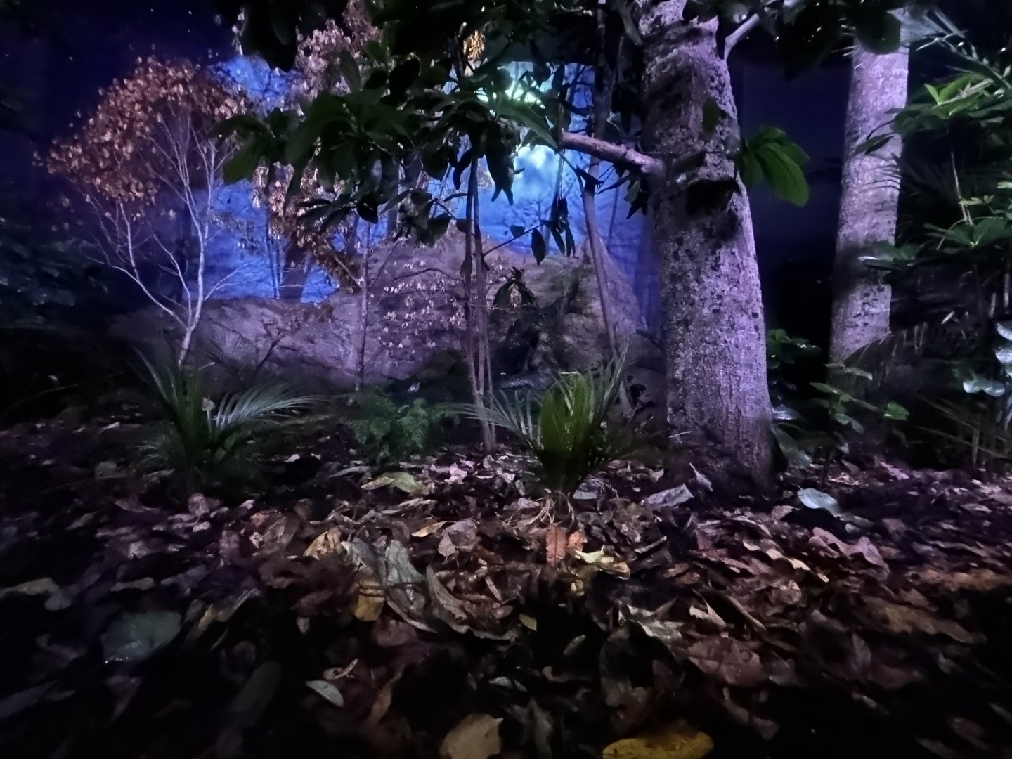 Kiwi Exhibit - Te Wao Nui