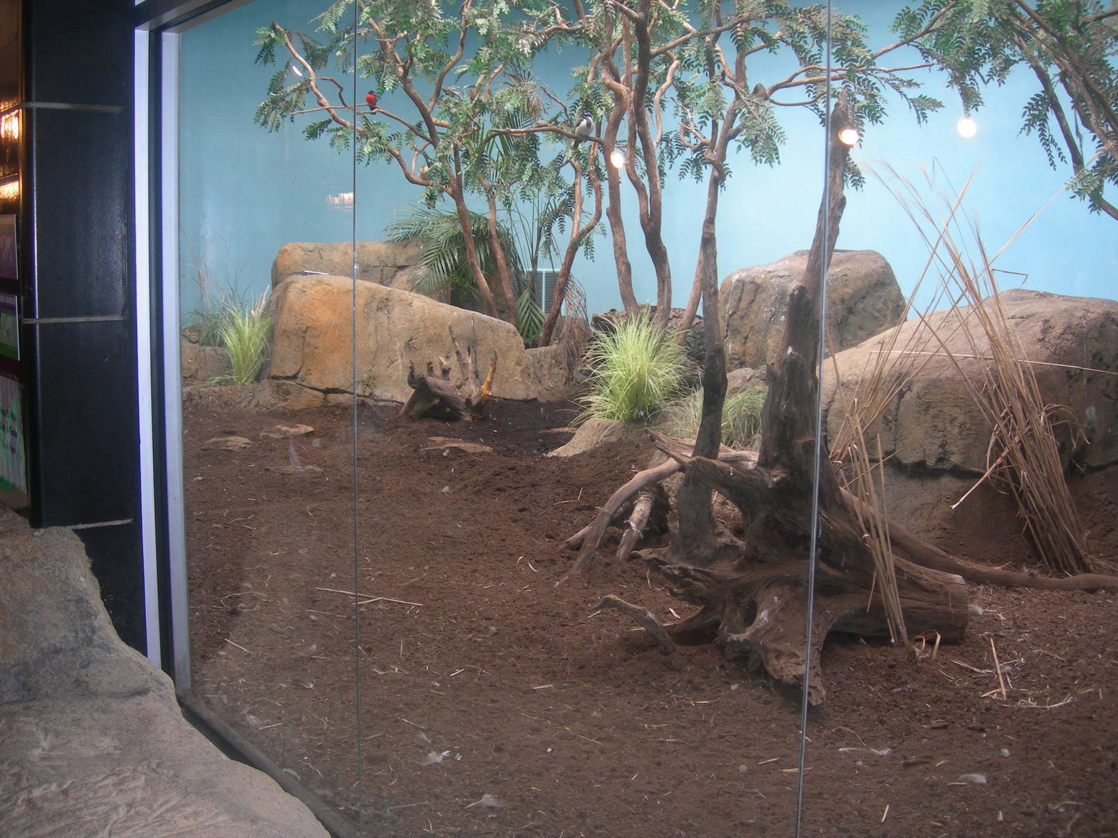 Kiwi Exhibit