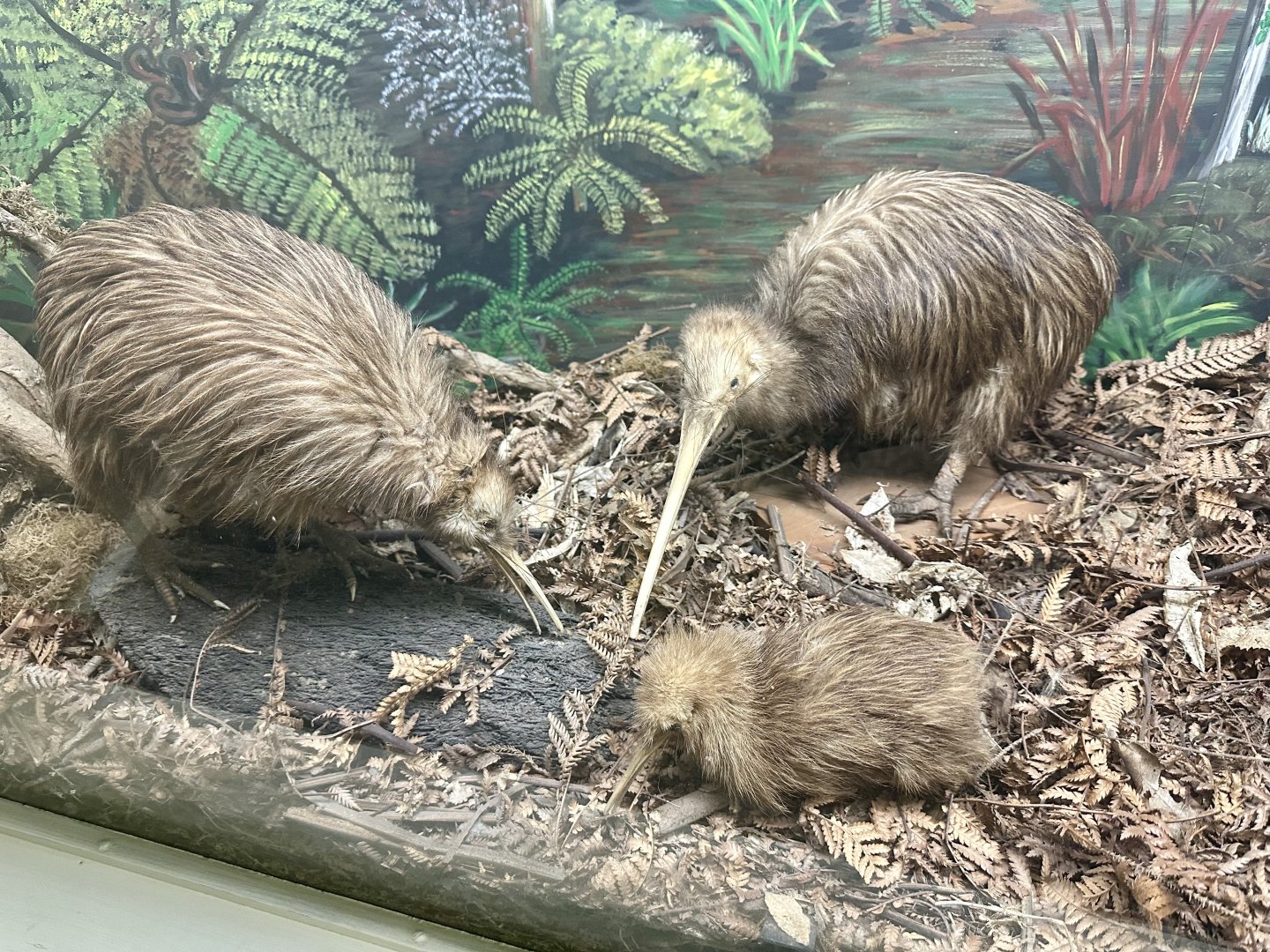 Kiwi Family