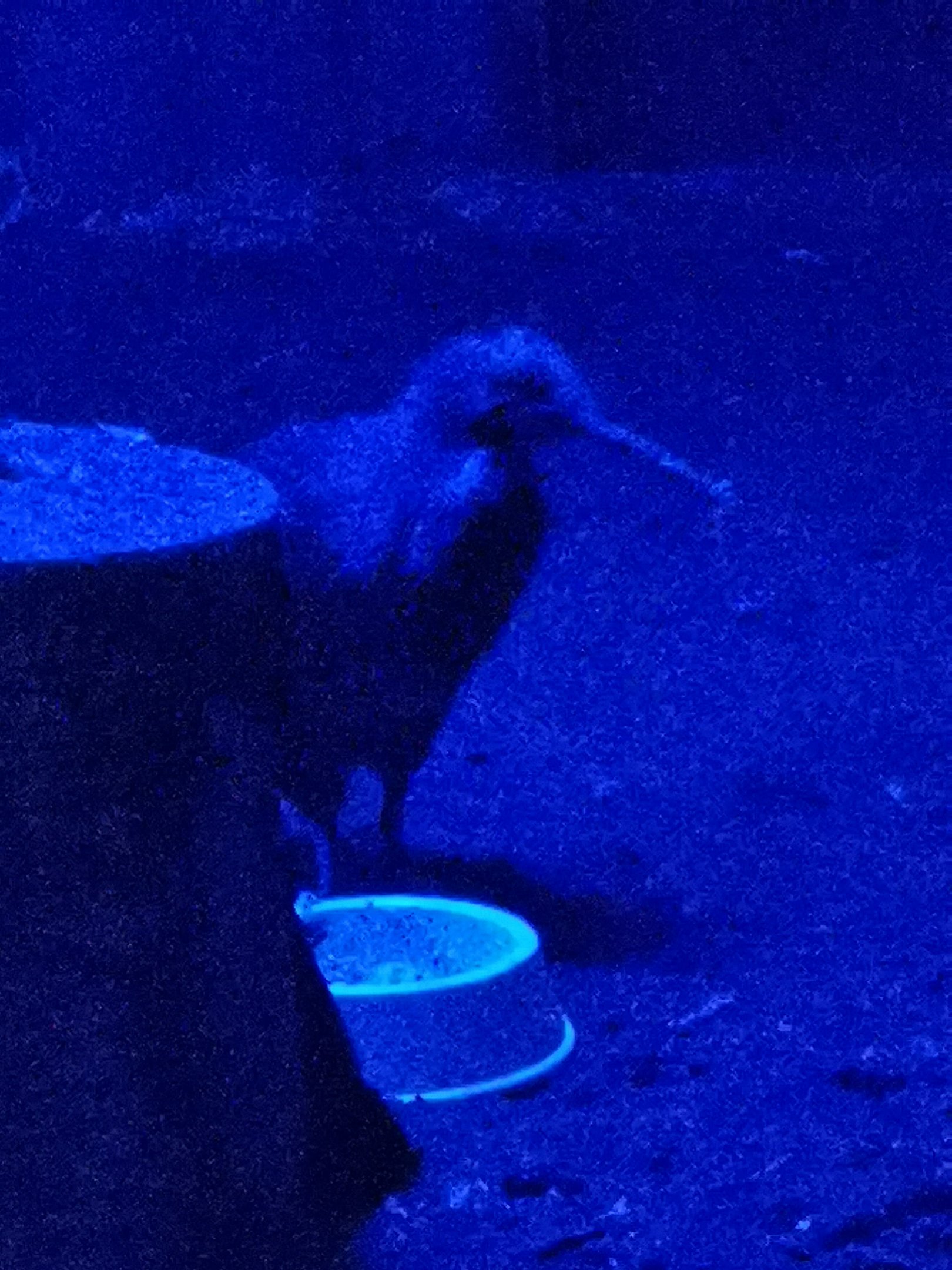 KIWI! Finally! Northern brown kiwi (Apteryx mantelli)