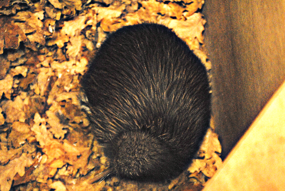 Kiwi from above - Paignton Zoo 2024