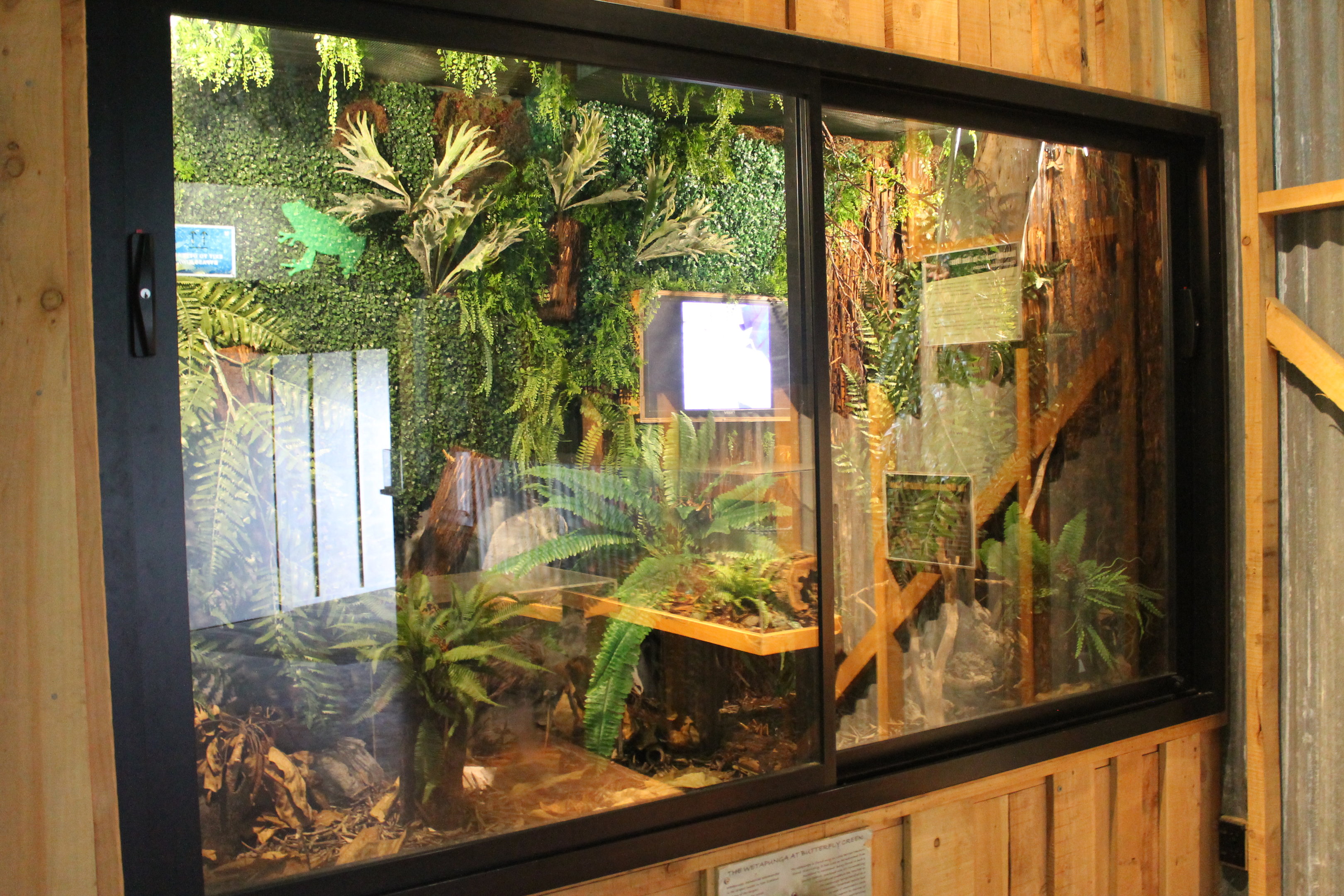 Kiwi House - Giant Weta tank (unoccupied)