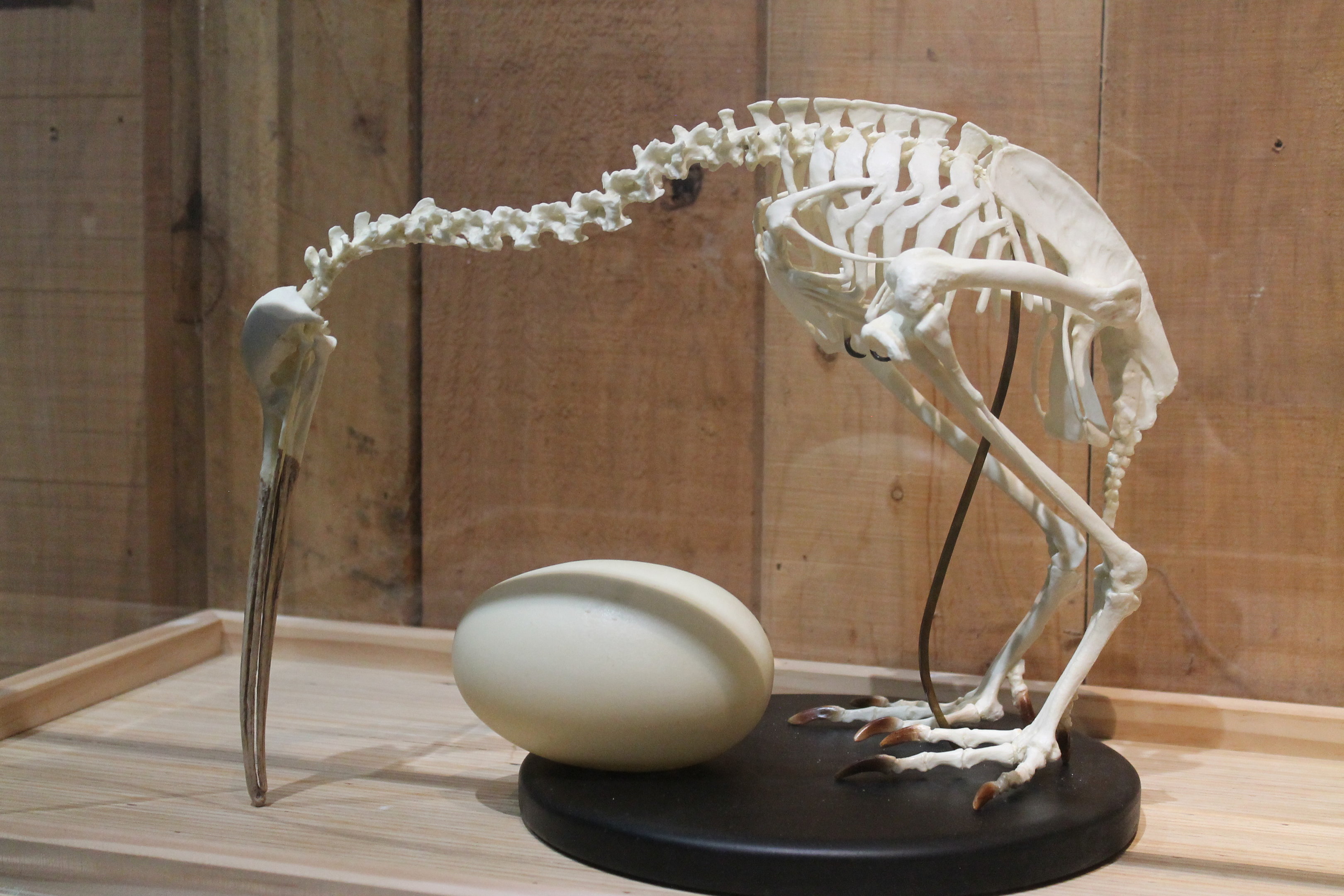 Kiwi House - kiwi skeleton and egg