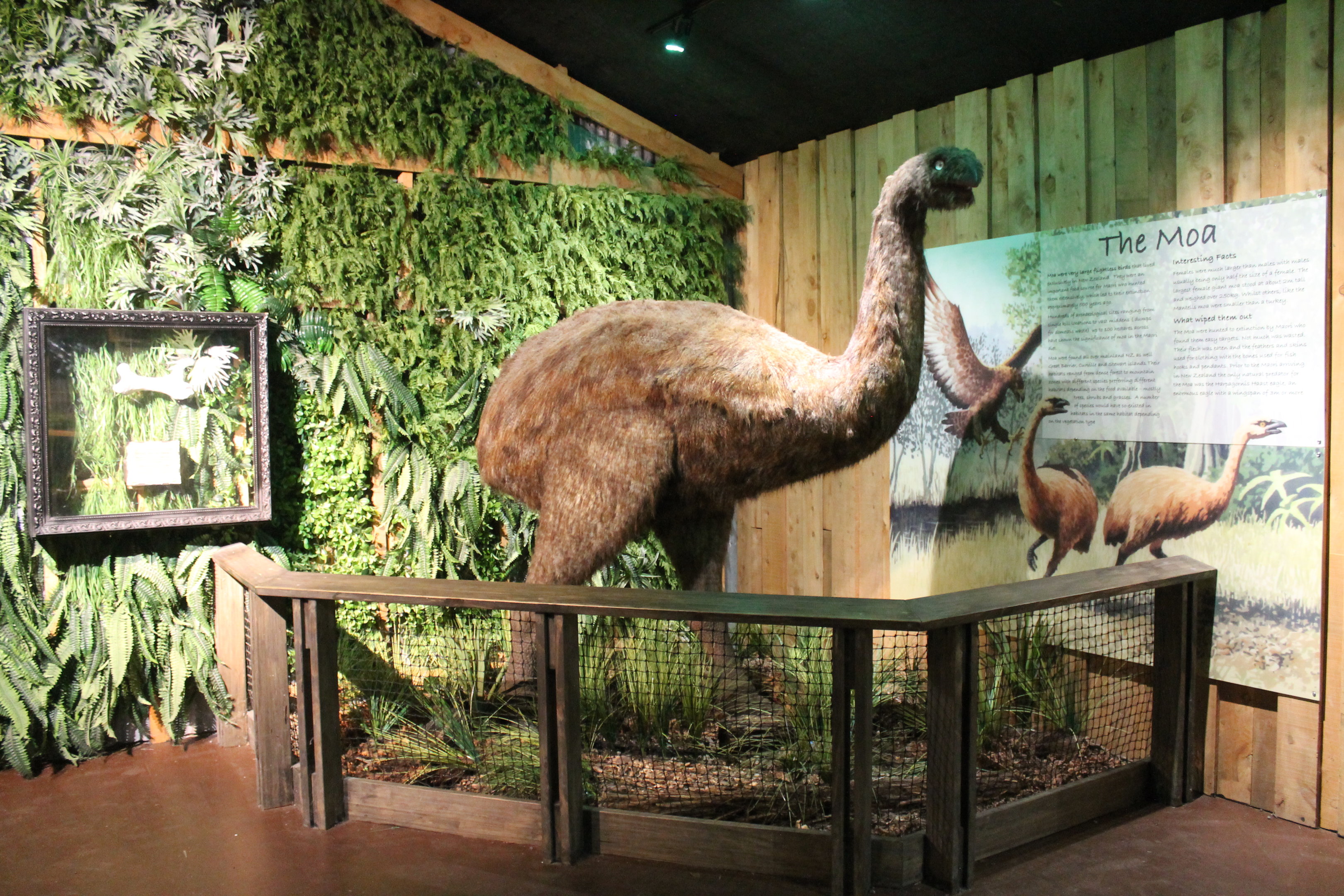 Kiwi House - moa model