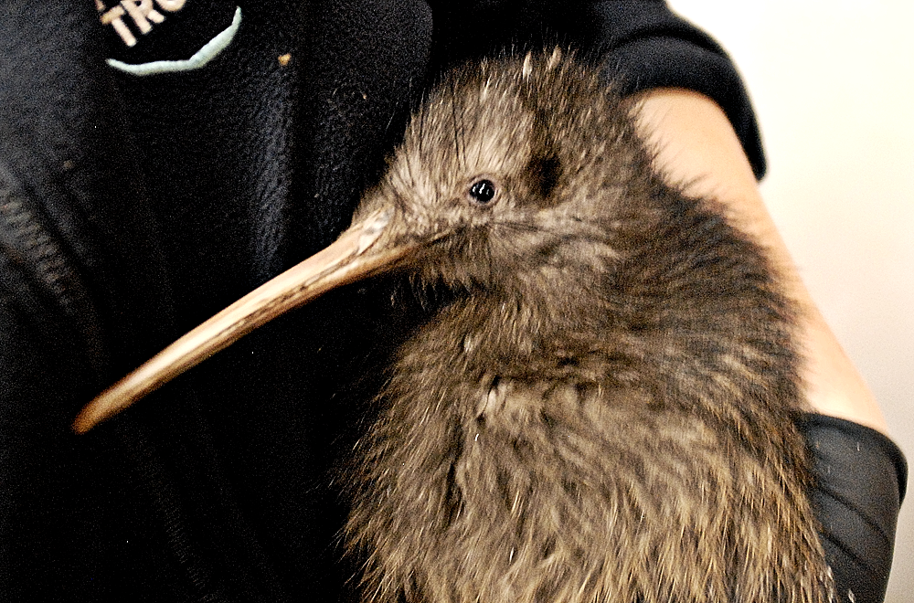 Kiwi II - Paignton Zoo 2024