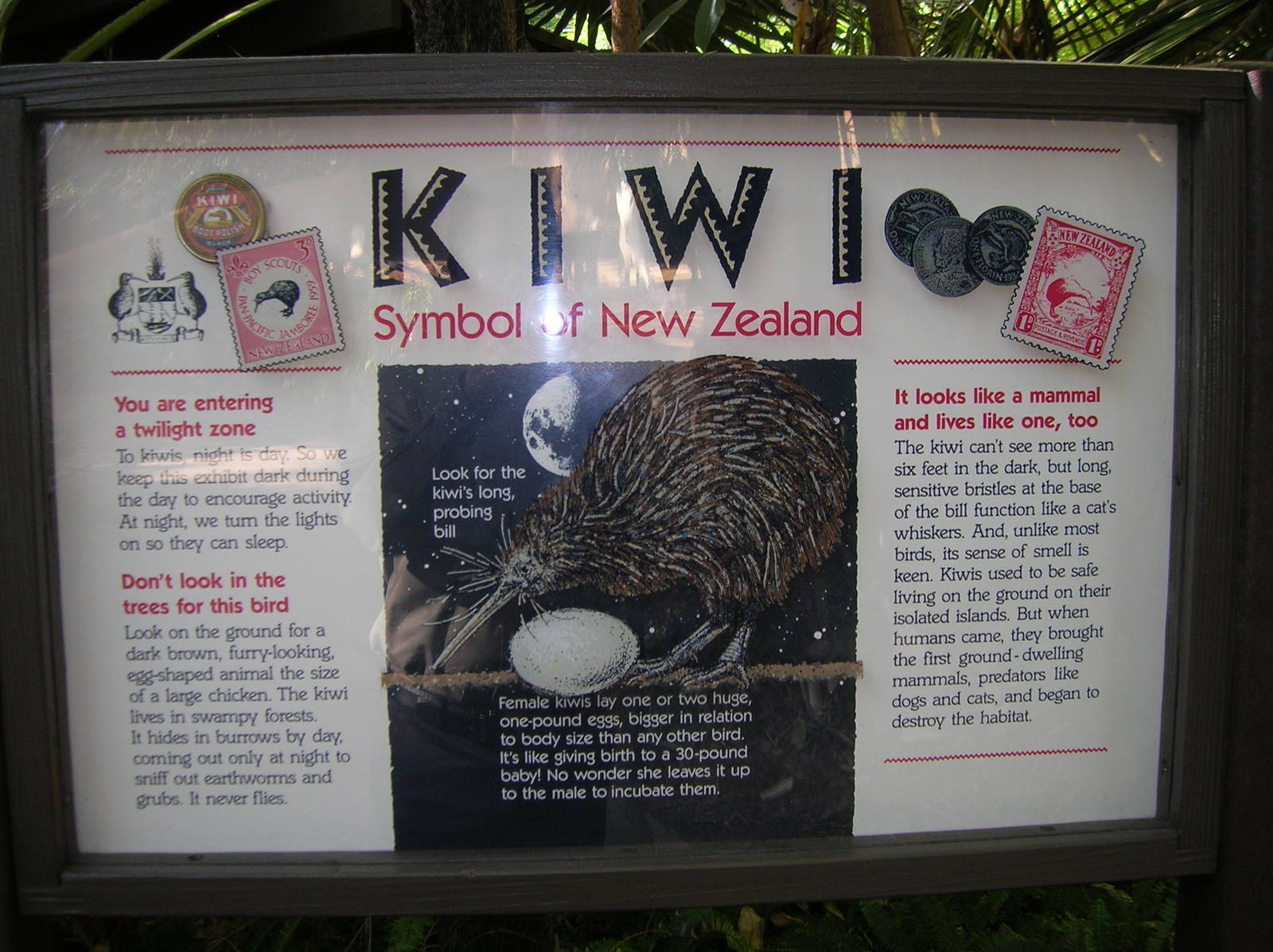Kiwi Info Board 1-19-09