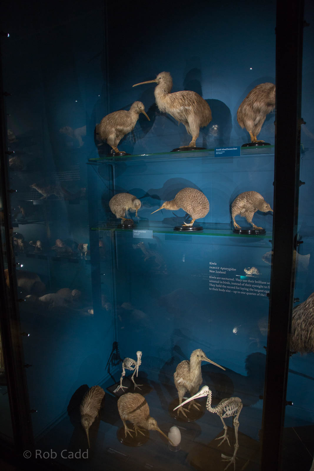 Kiwi : NHM at Tring : 23 Oct 2015