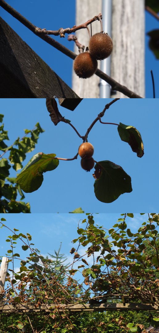 Kiwi plants (Actinidia chinensis), Sep 2nd, 2018