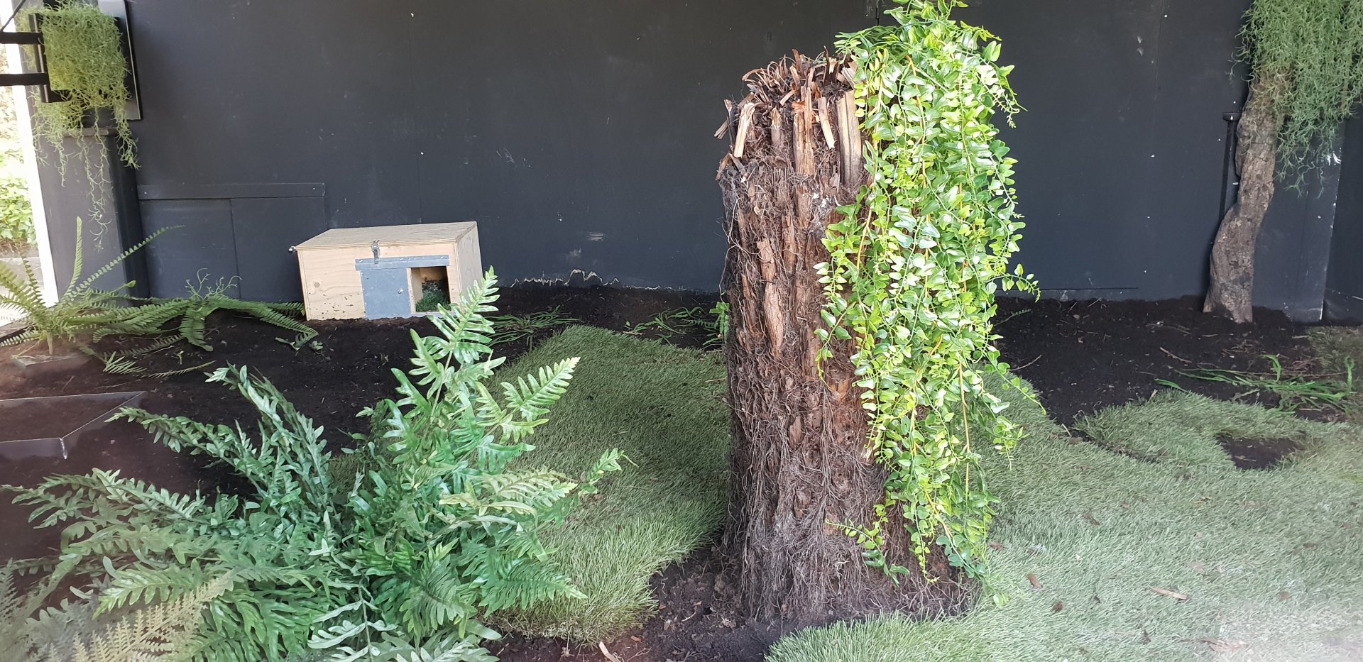 Kiwi raising enclosure