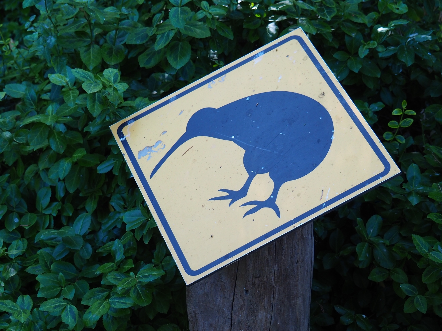 Kiwi sign (Sep 2nd, 2018)