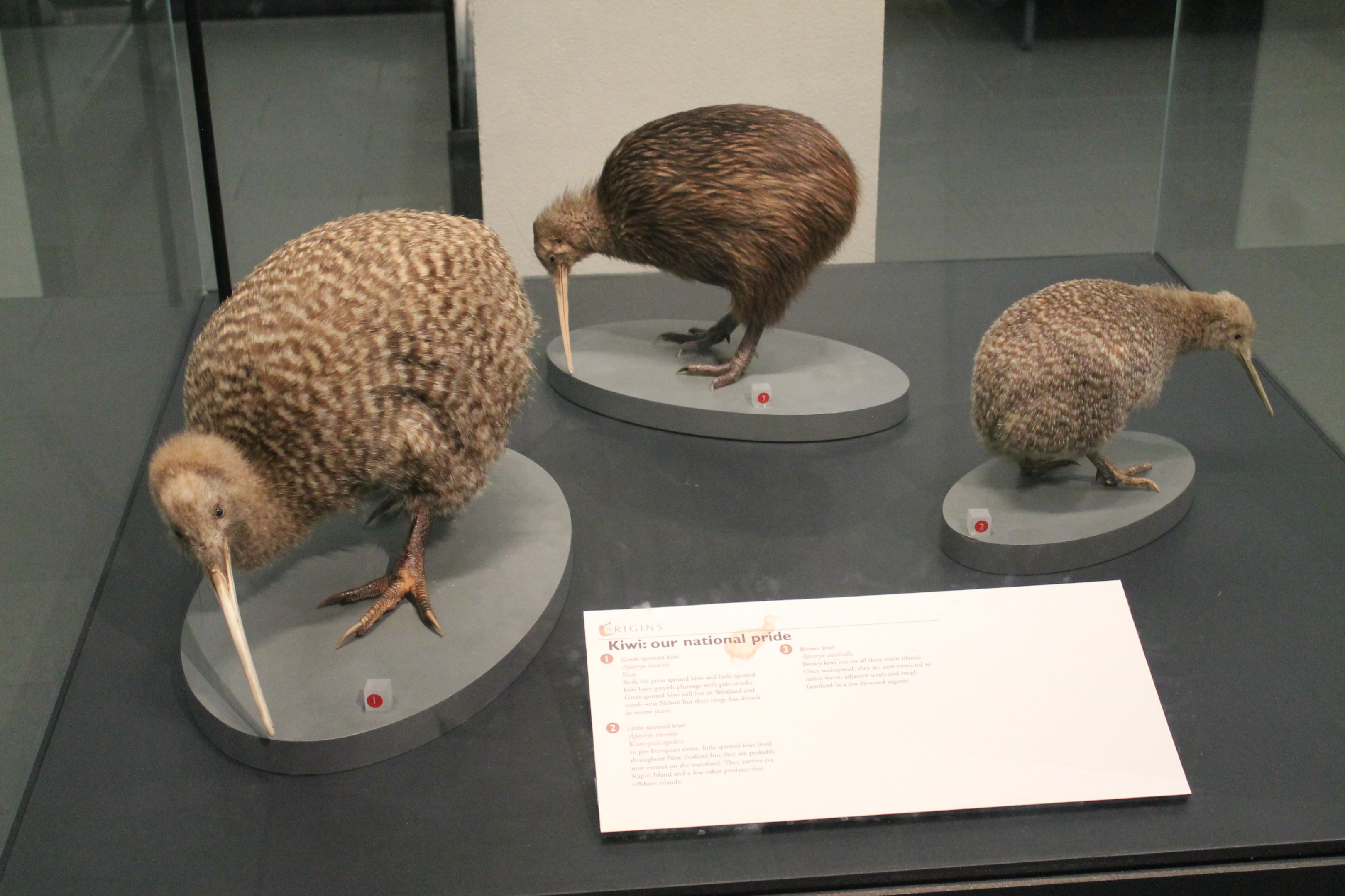 Kiwi size comparisons