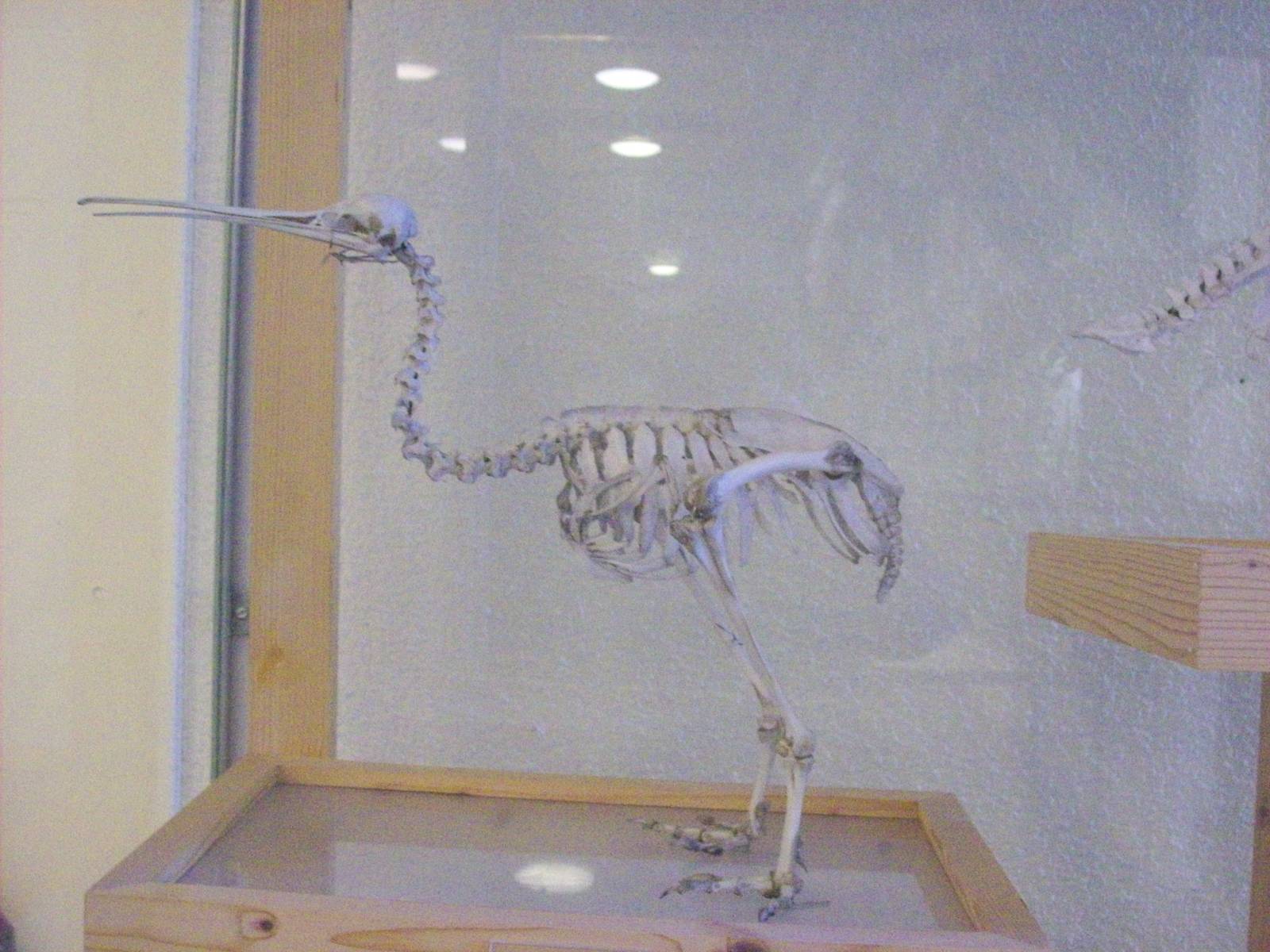 Kiwi skeleton (Aberdeen zoology building)