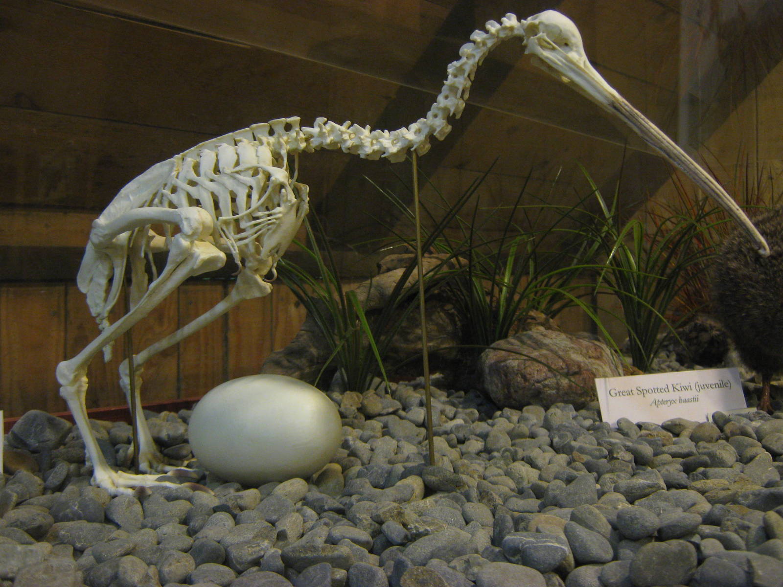 kiwi skeleton and egg