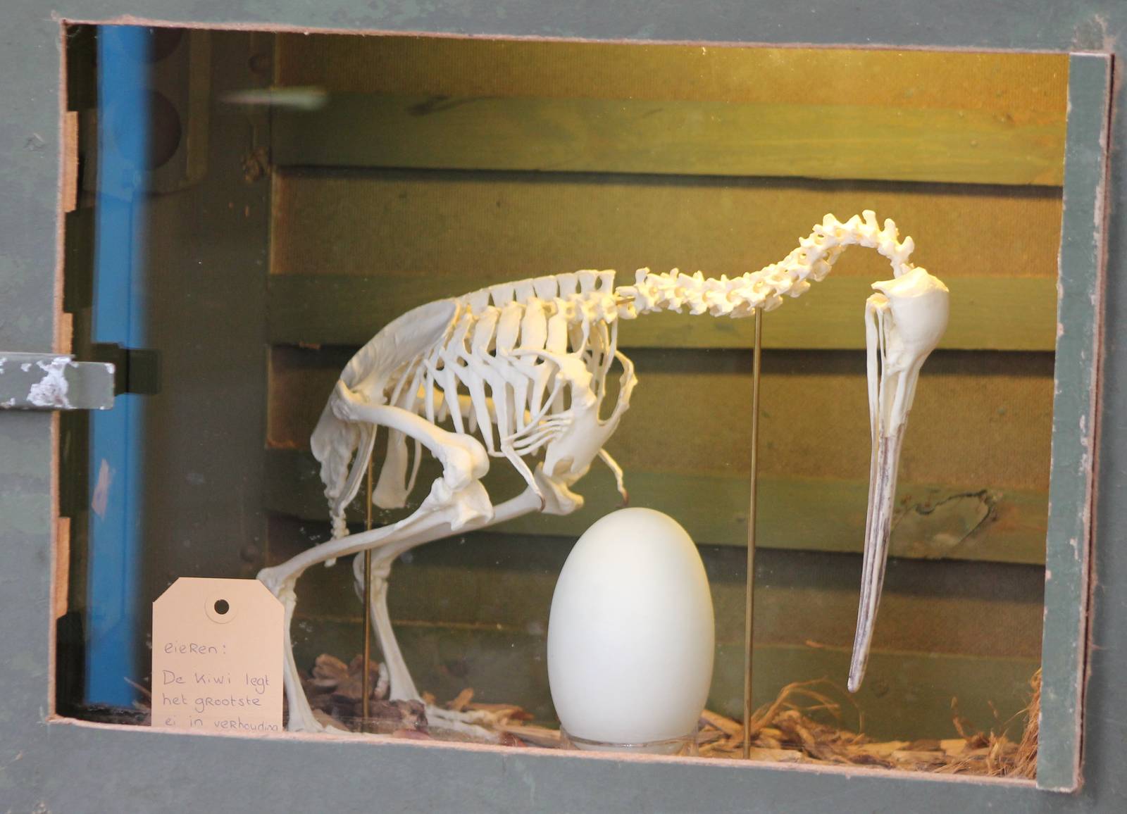 Kiwi skeleton and egg