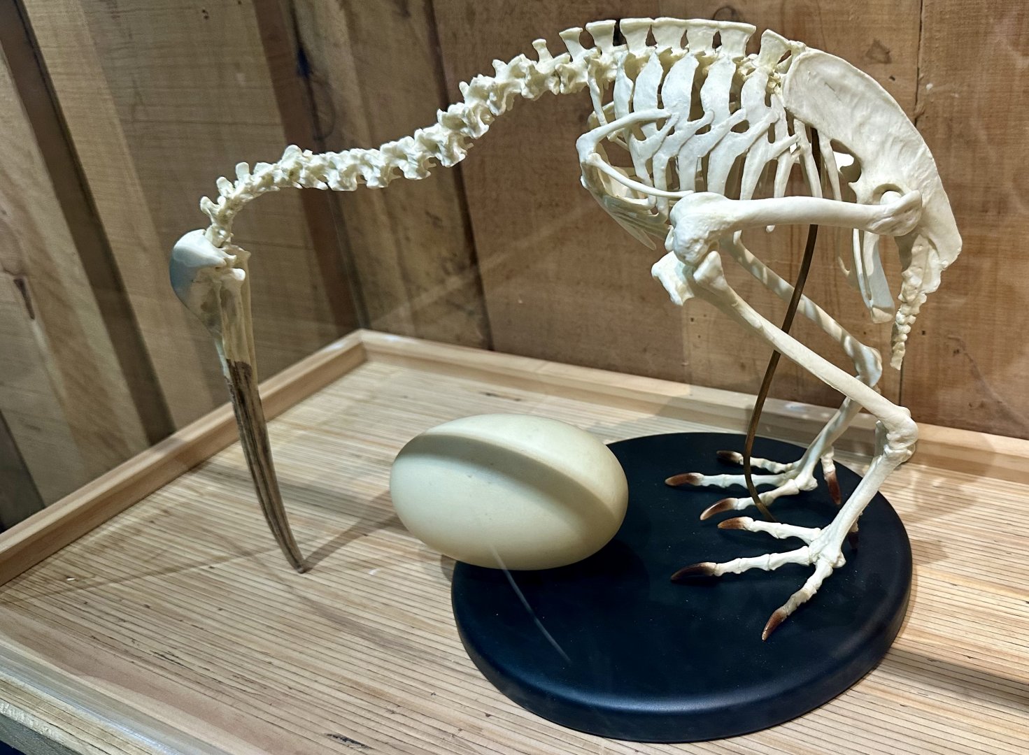 Kiwi Skeleton/Kiwi Egg