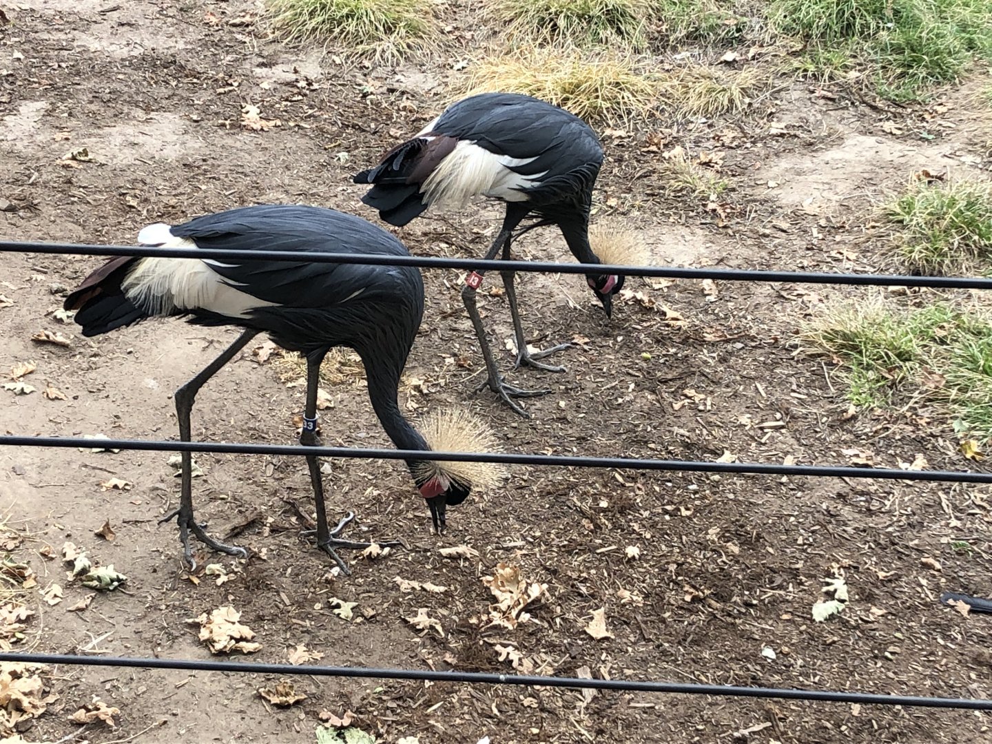 Kiwi & Sousixe, West African black-crowned crane