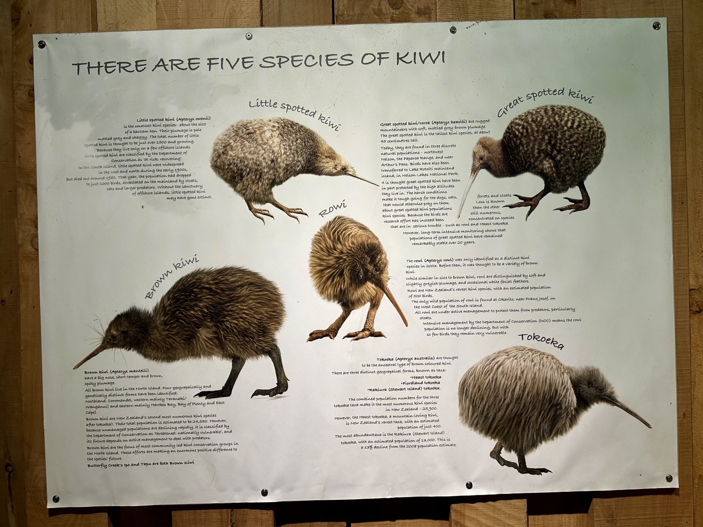 Kiwi Species Signage