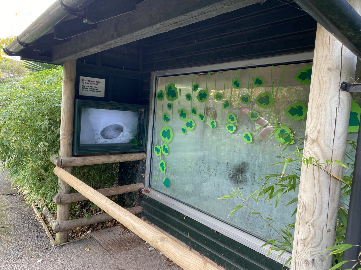 Kiwi viewing area 201121