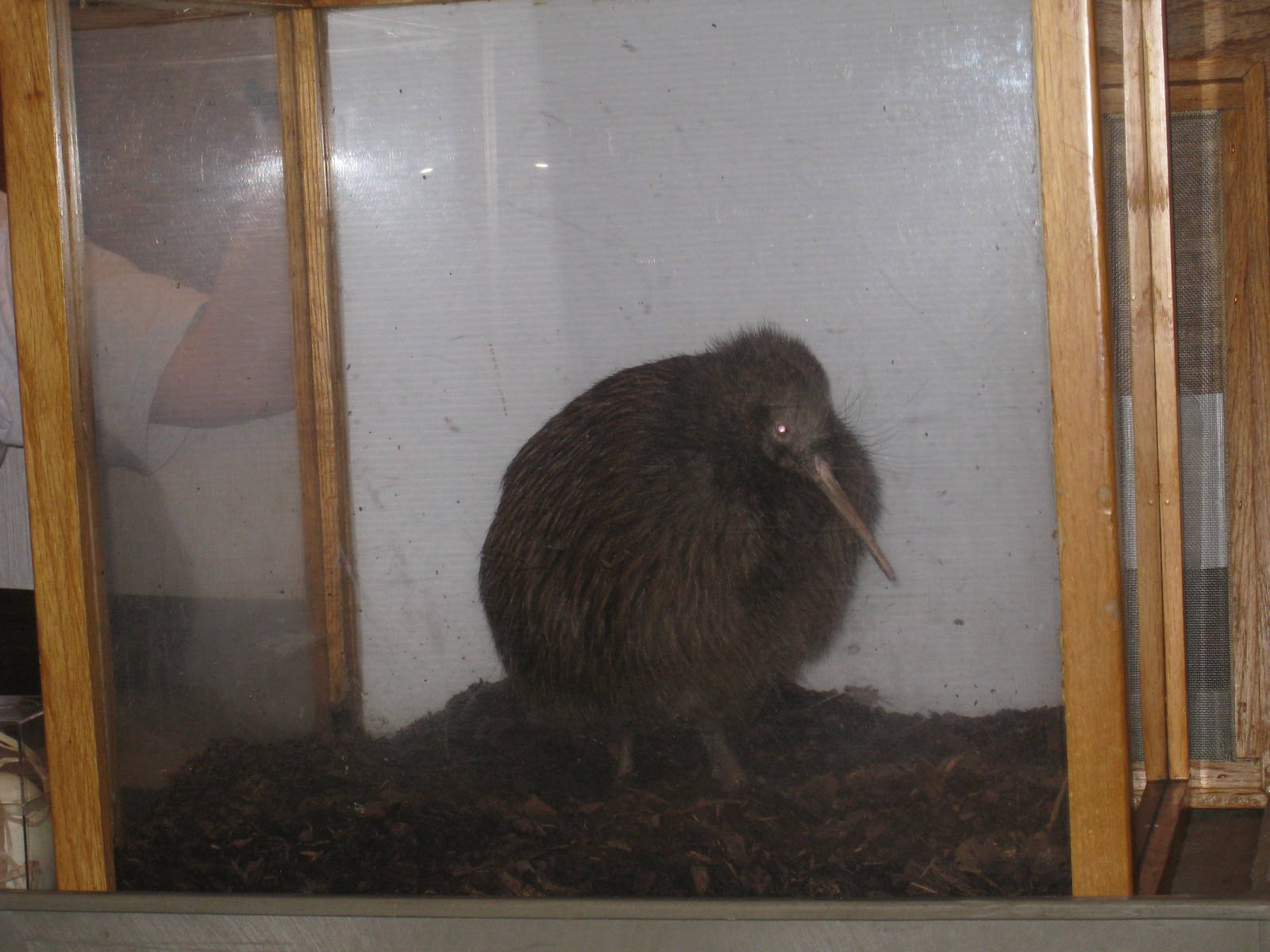 Kiwi