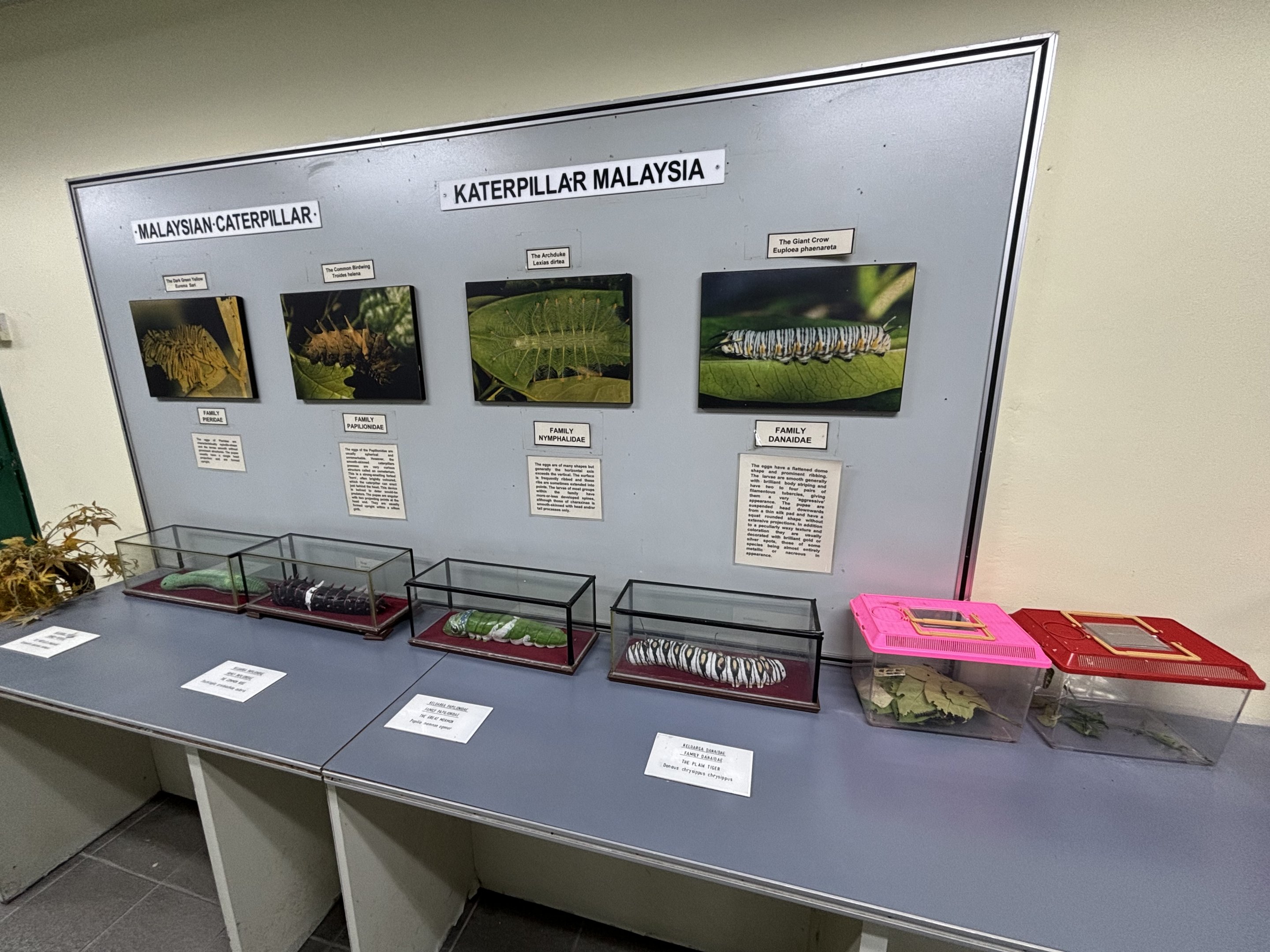 KL Butterfly Park - caterpillar models