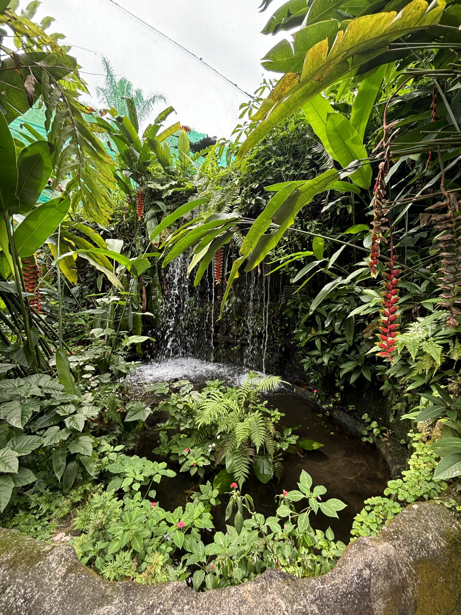 KL Butterfly Park - fish pond