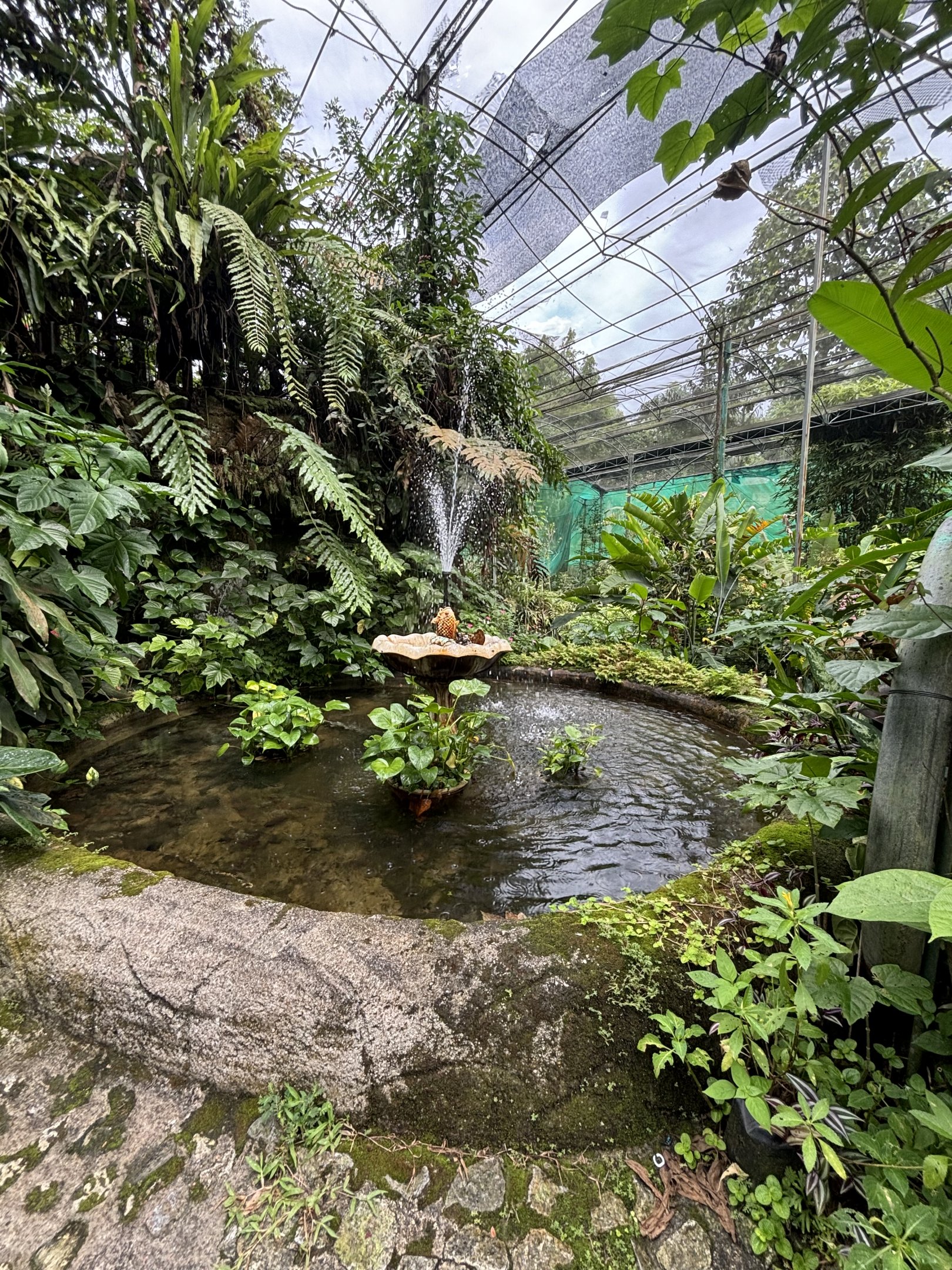 KL Butterfly Park - fish pond