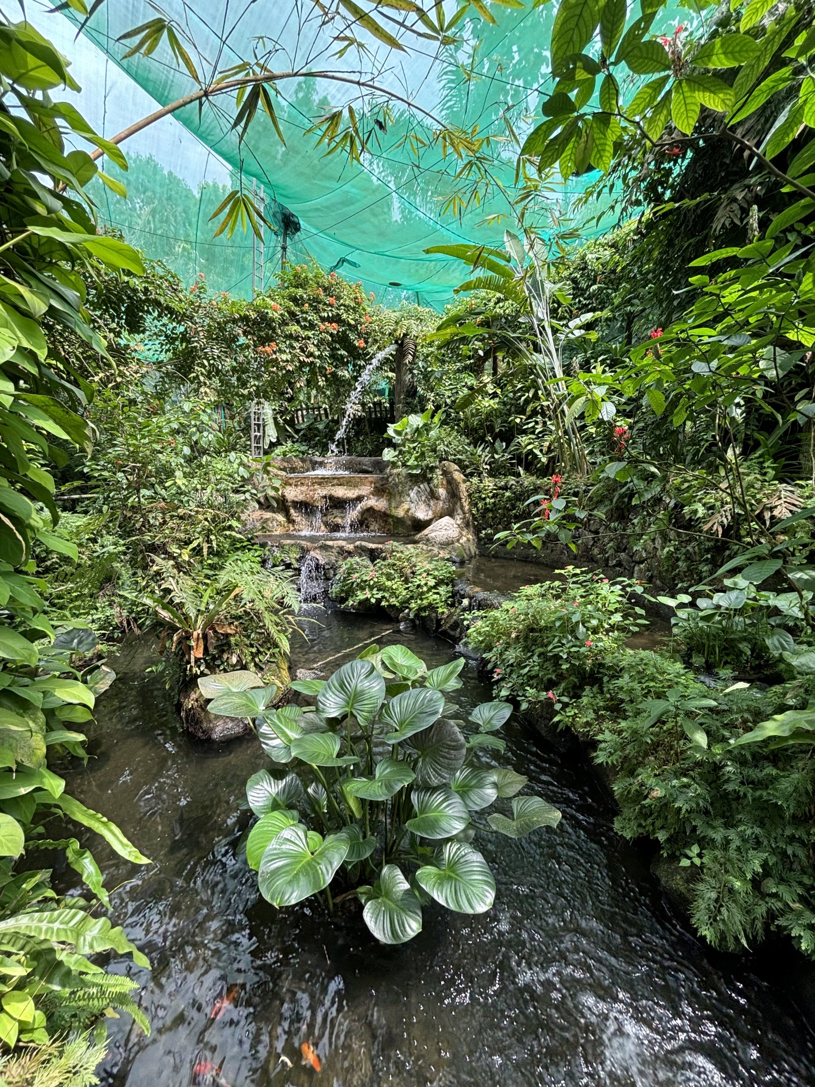 KL Butterfly Park - fish/turtle pool