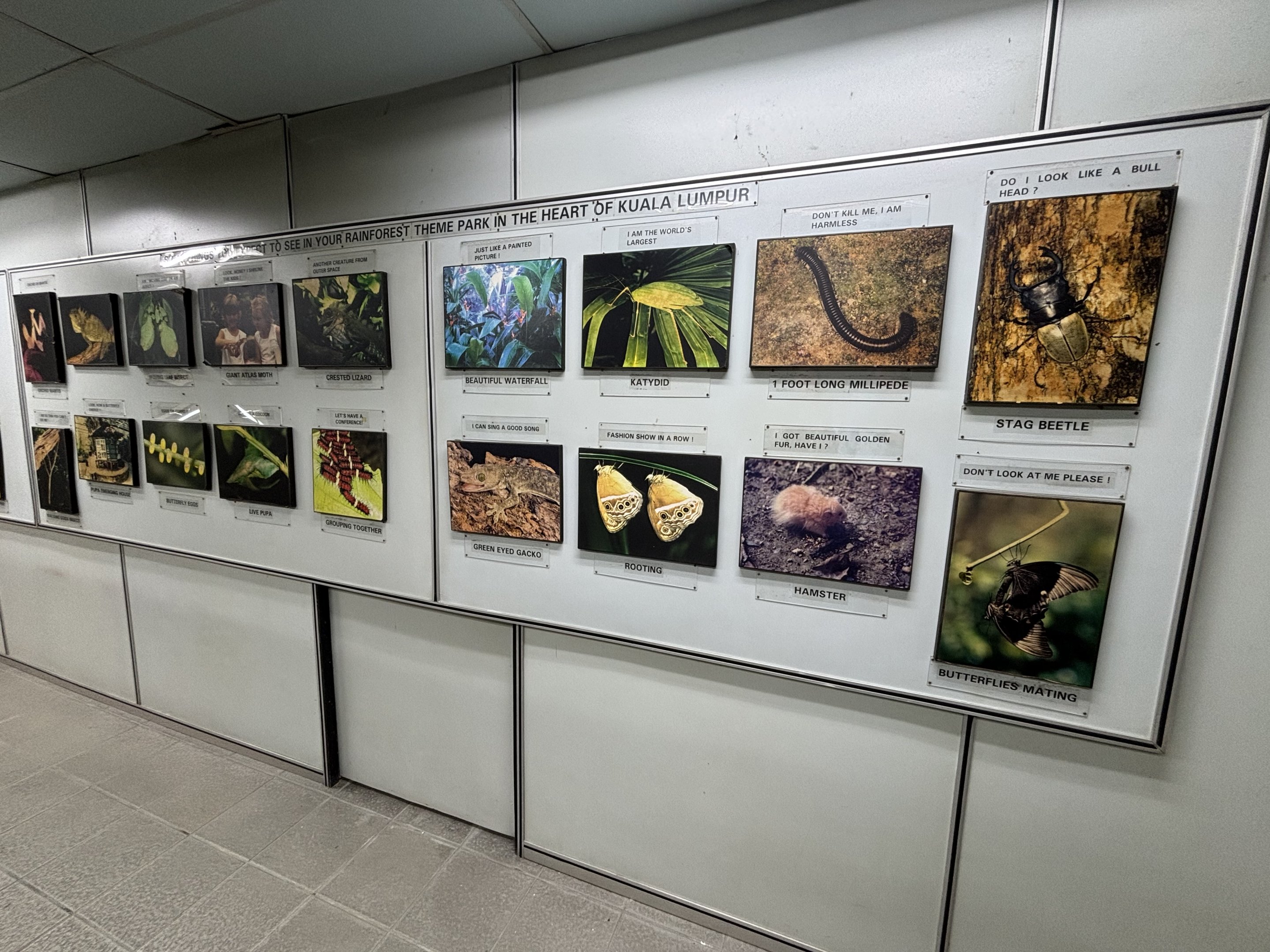 KL Butterfly Park - insect museum