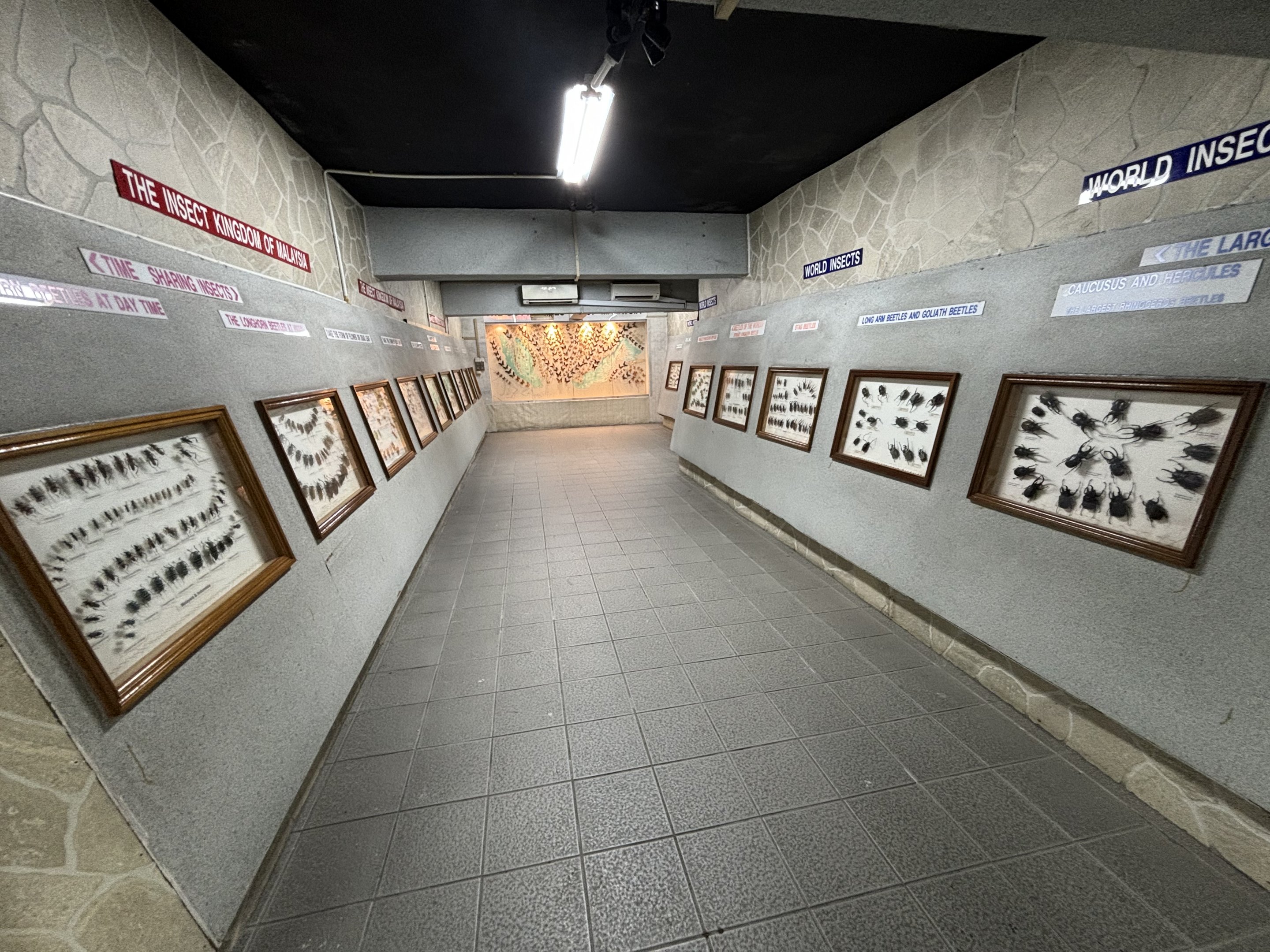 KL Butterfly Park - insect museum