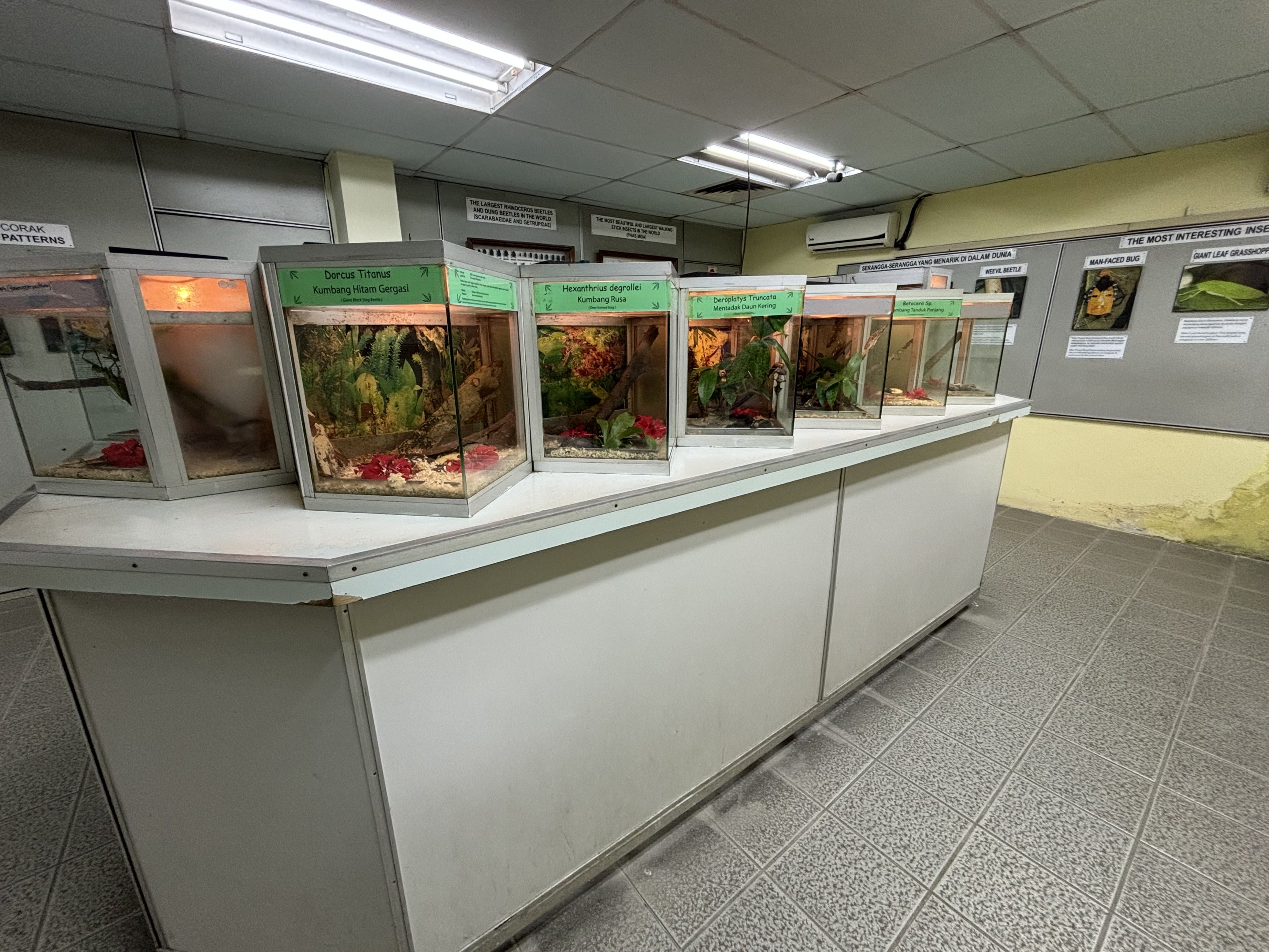 KL Butterfly Park - insect room