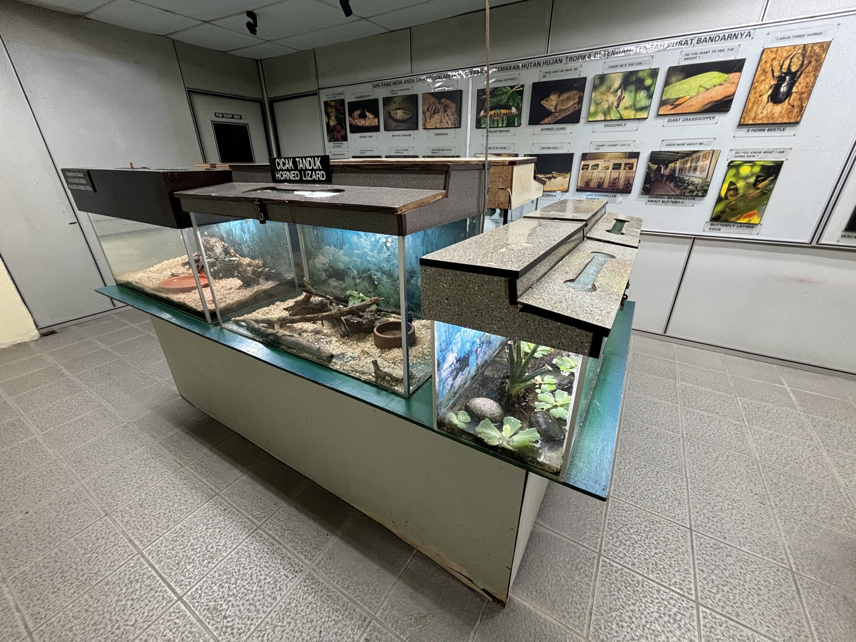 KL Butterfly Park - insect room