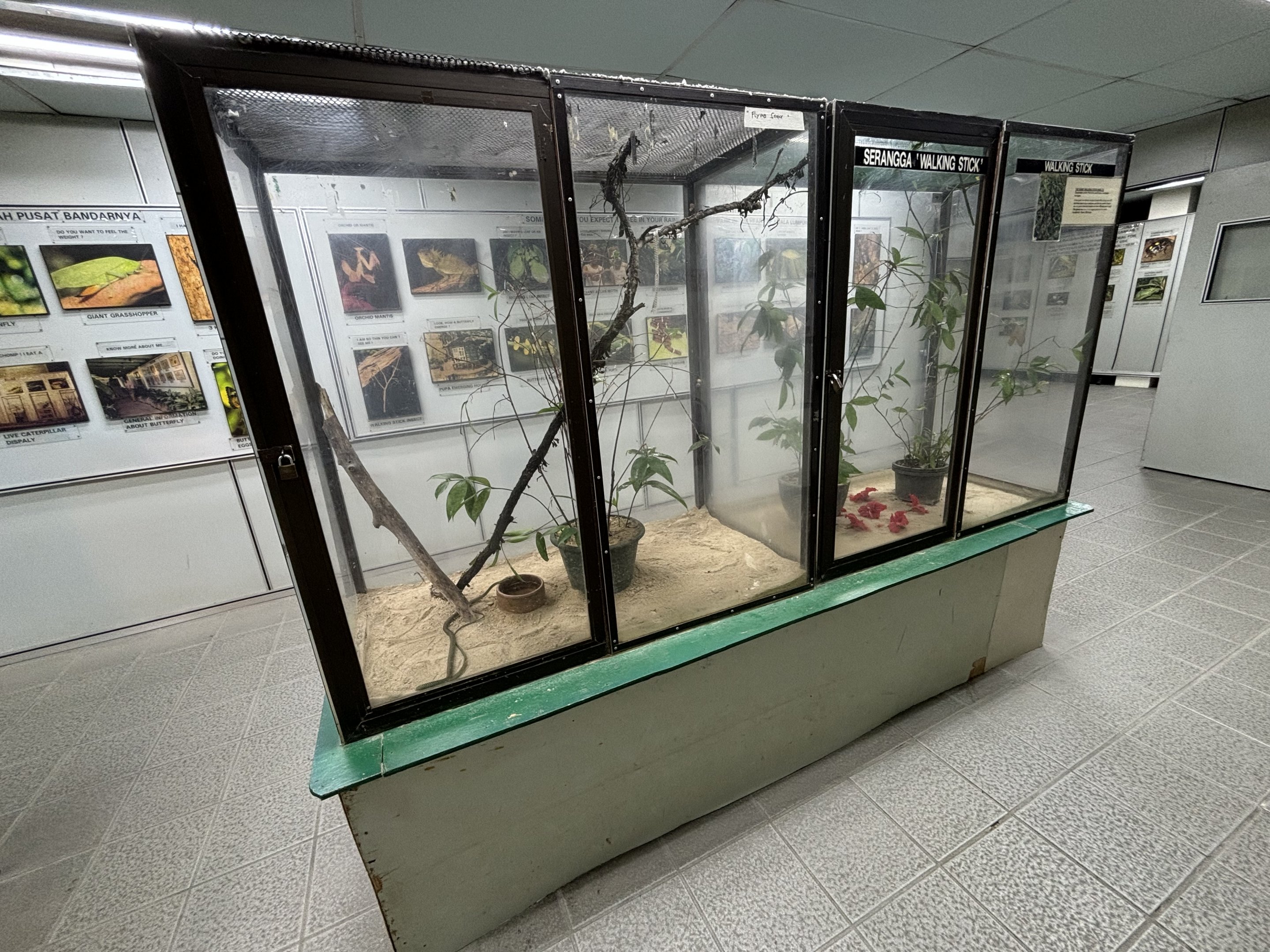 KL Butterfly Park - insect room