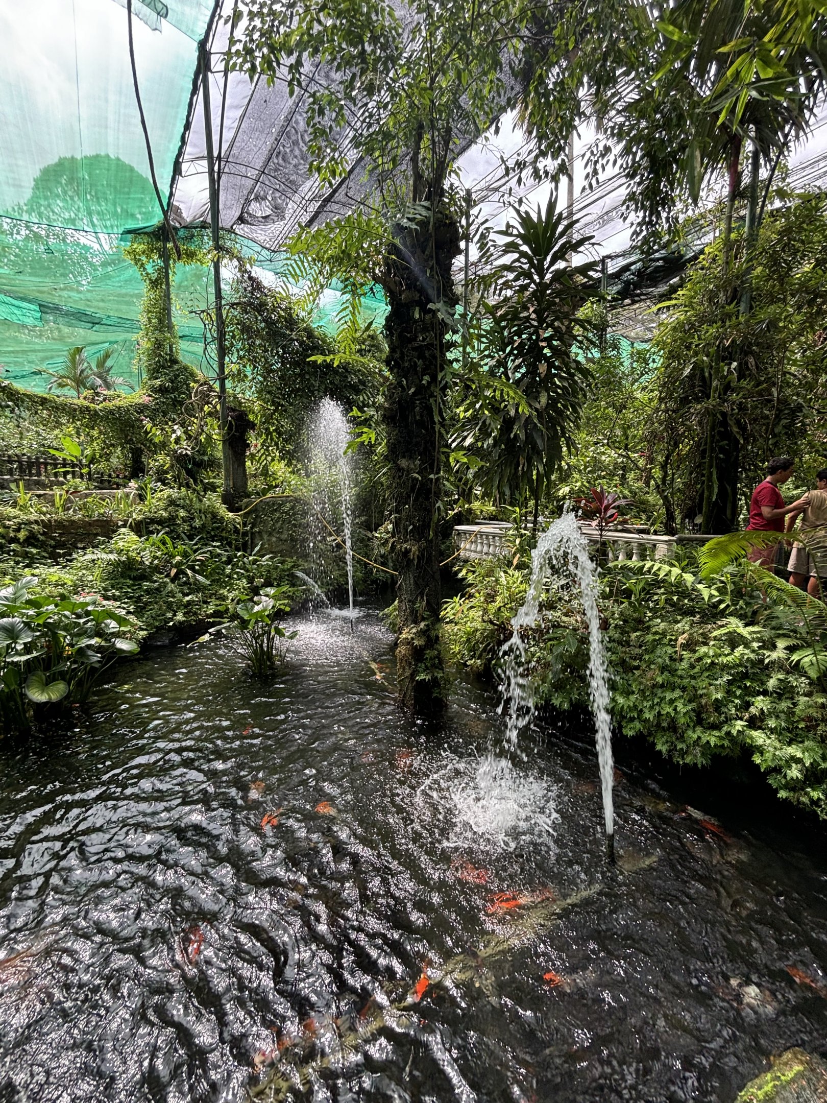 KL Butterfly Park - koi pond