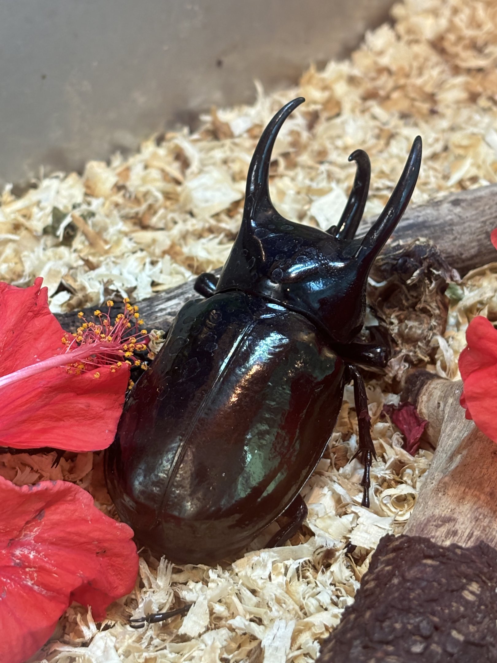 KL Butterfly Park - three horn rhino beetle