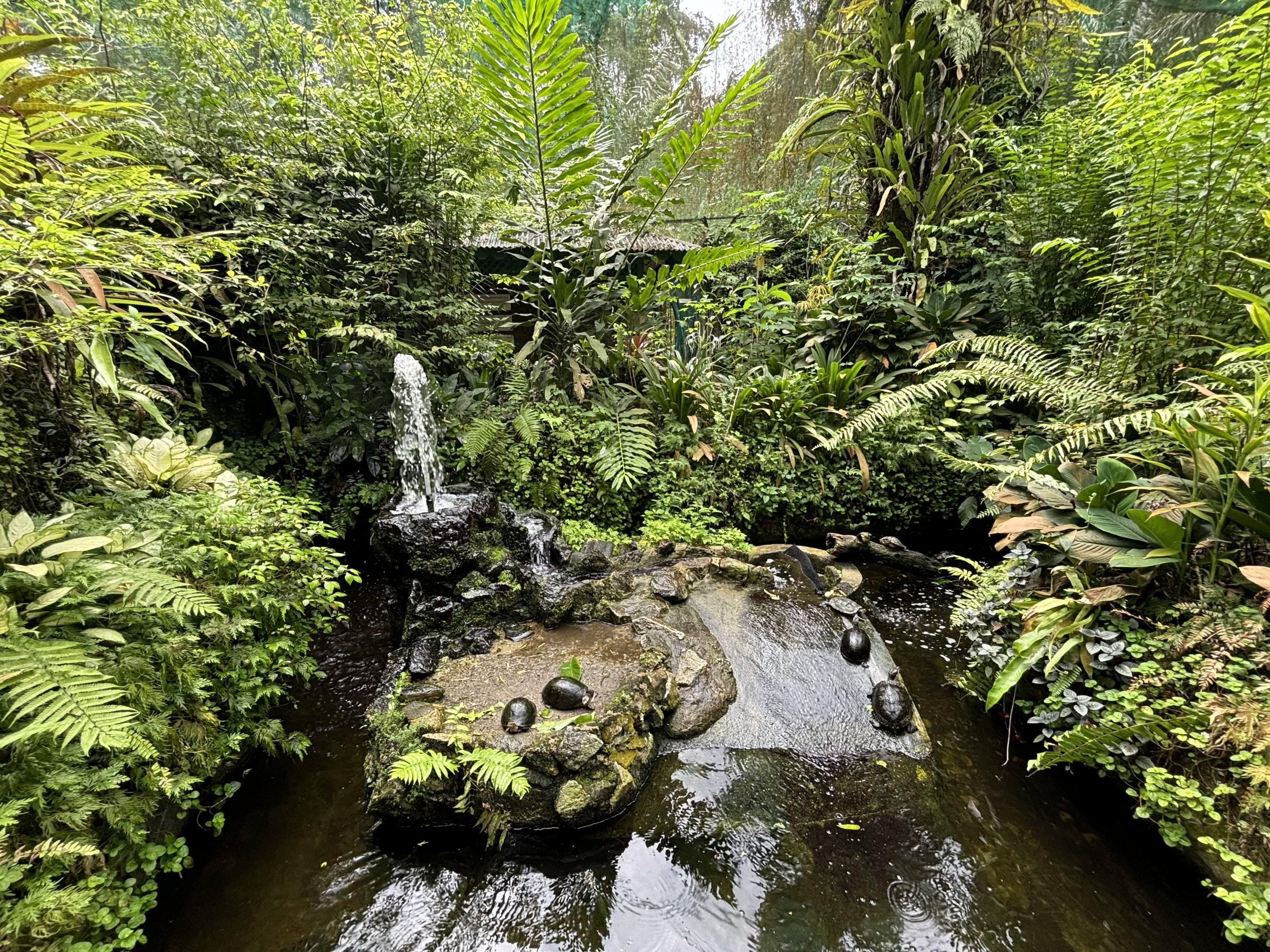 KL Butterfly Park - turtle pool