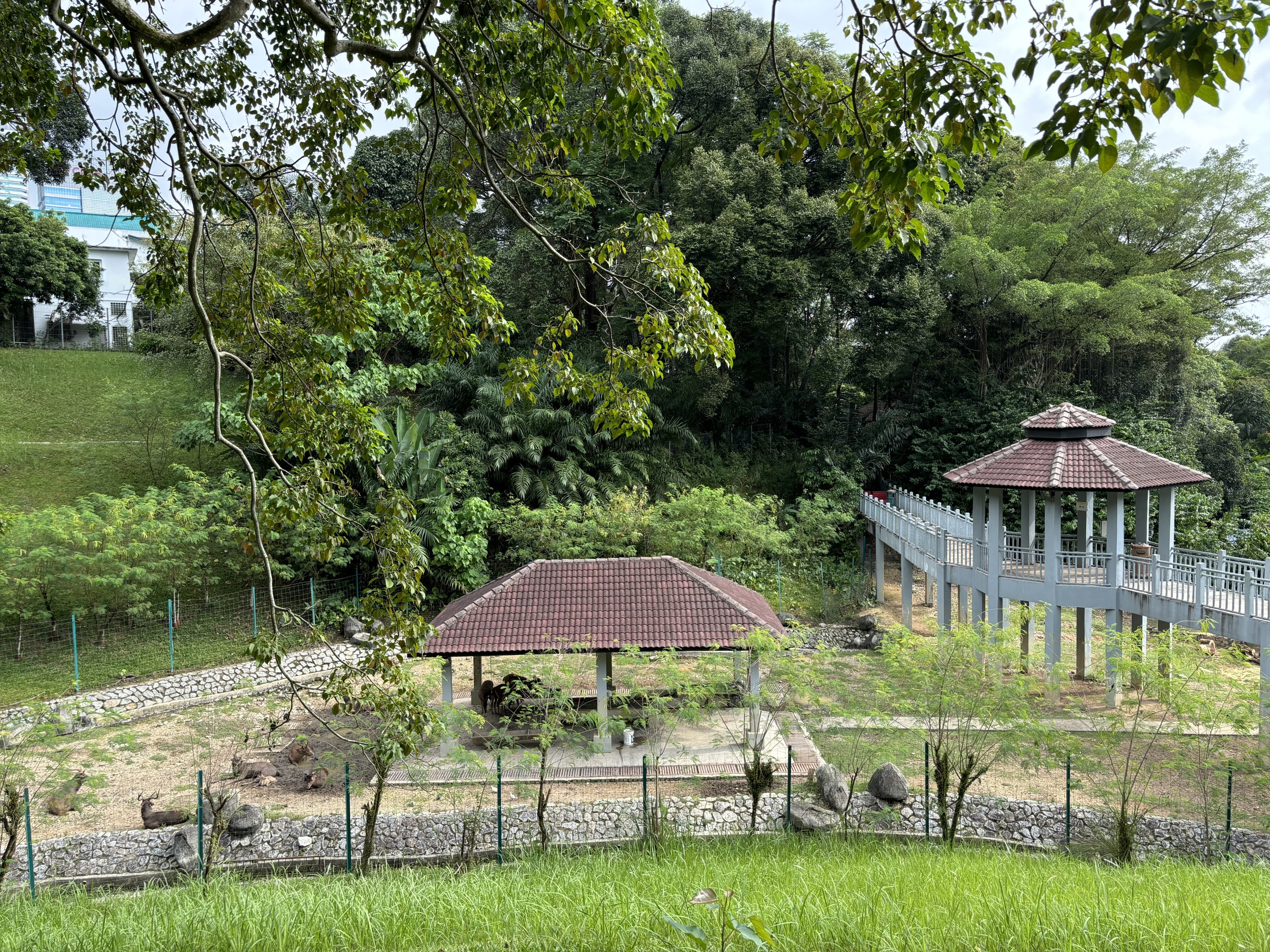 KL Deer Park - Javan Rusa Deer Exhibit