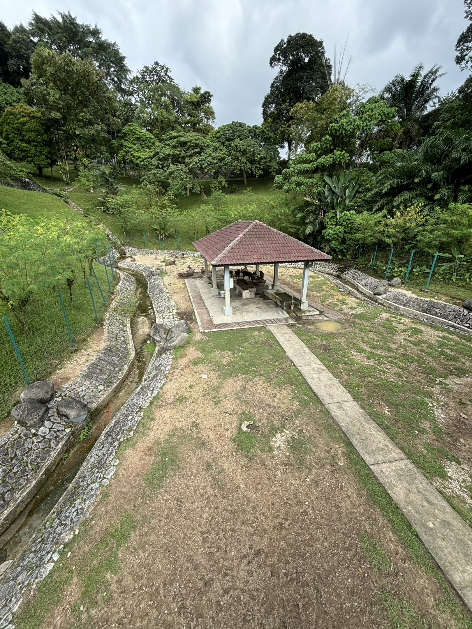KL Deer Park - Javan Rusa Deer Exhibit
