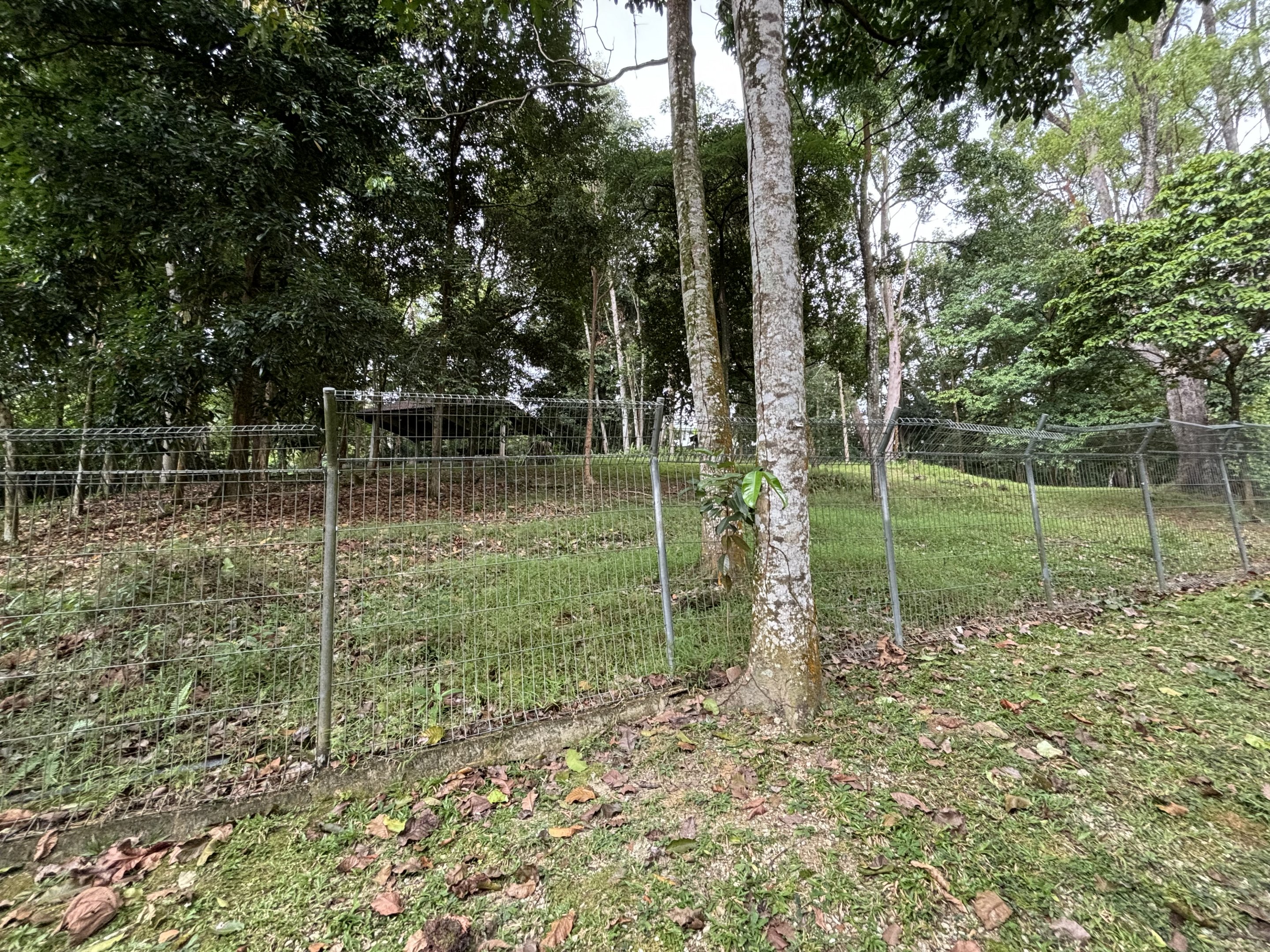 KL Deer Park - Lesser Mouse-deer Exhibit