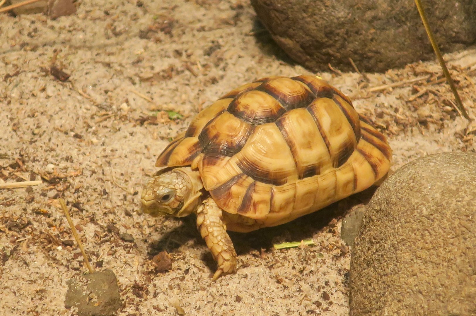 Kleinmann's Tortoise (Testudo kleinmanni)