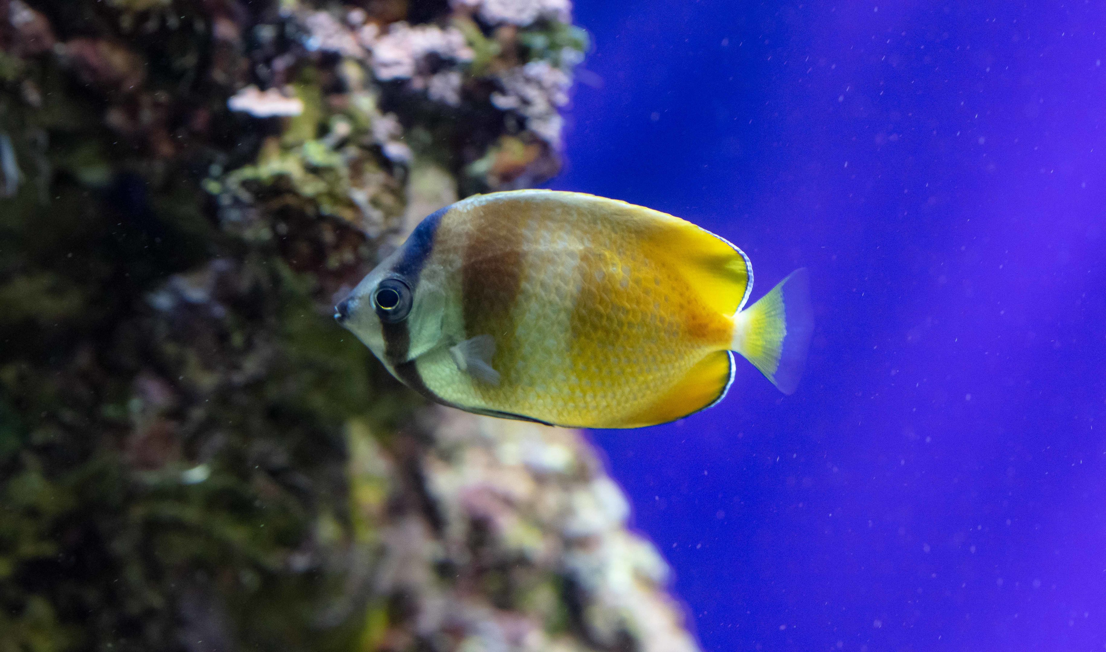 Klein's Butterflyfish (aka Sunset Butterflyfish)