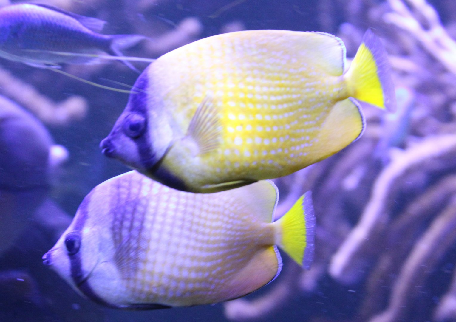 Klein's butterflyfish - Chaetodon kleinii