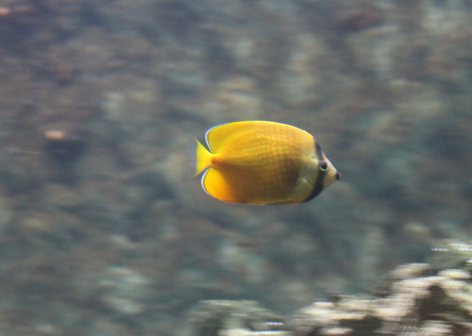 Klein's butterflyfish - Chaetodon kleinii