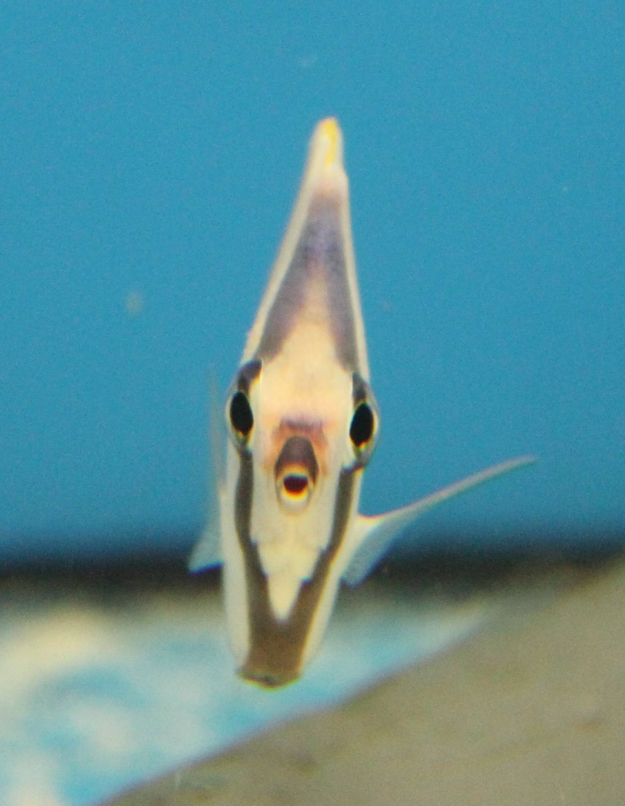 Klein's butterflyfish