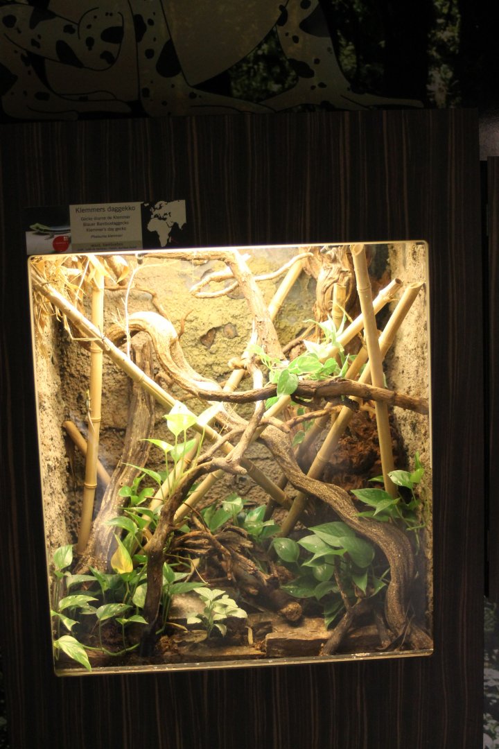 Klemmer's day gecko - enclosure