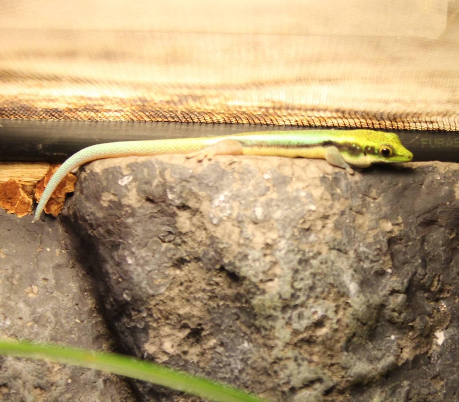 Klemmer's day gecko