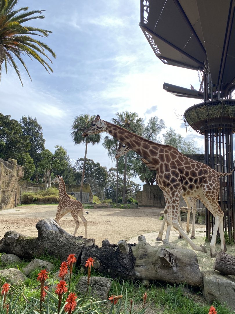 Klintun chasing Tambi