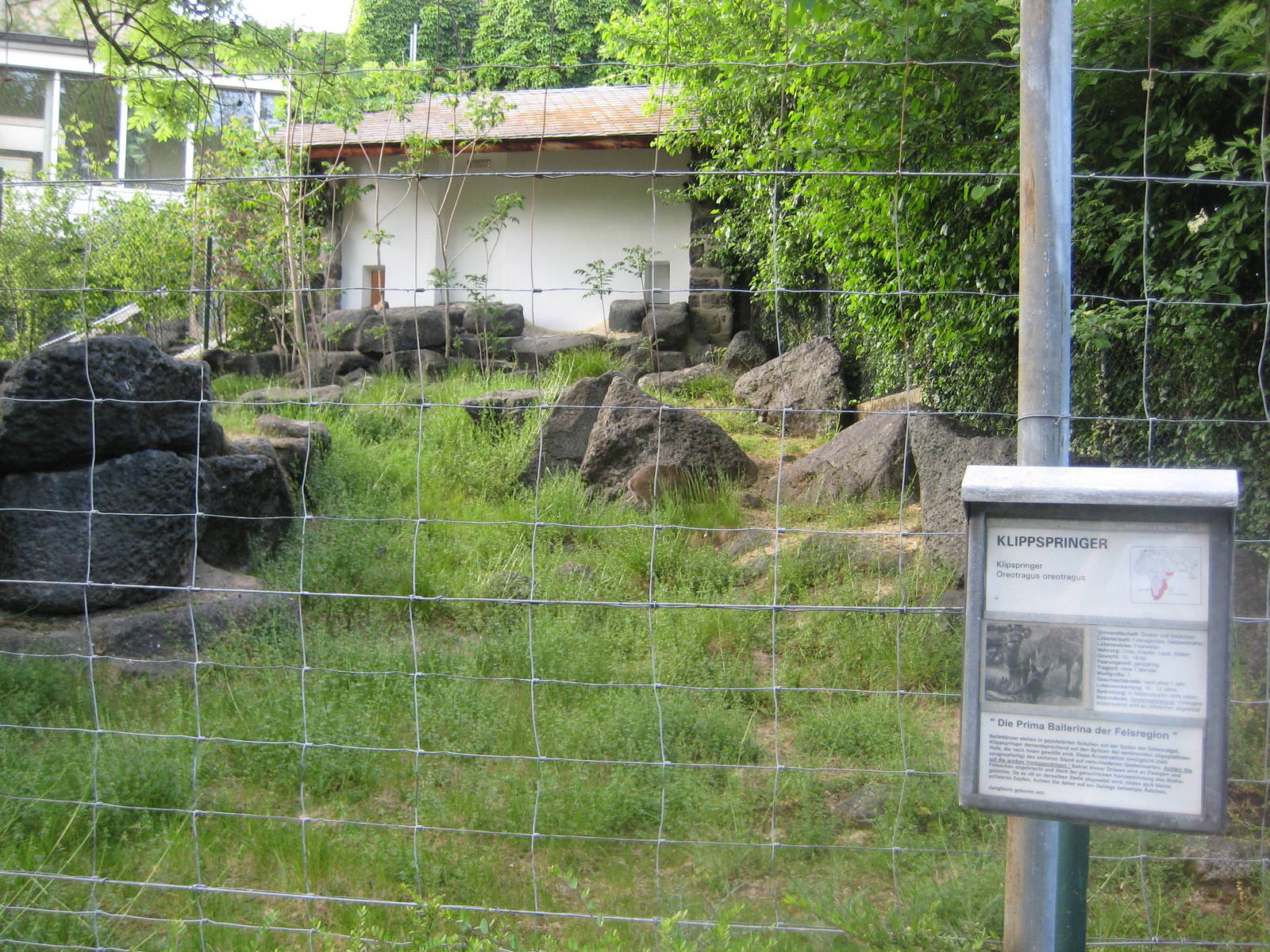 Klippspringer exhibit at the sheep mountain